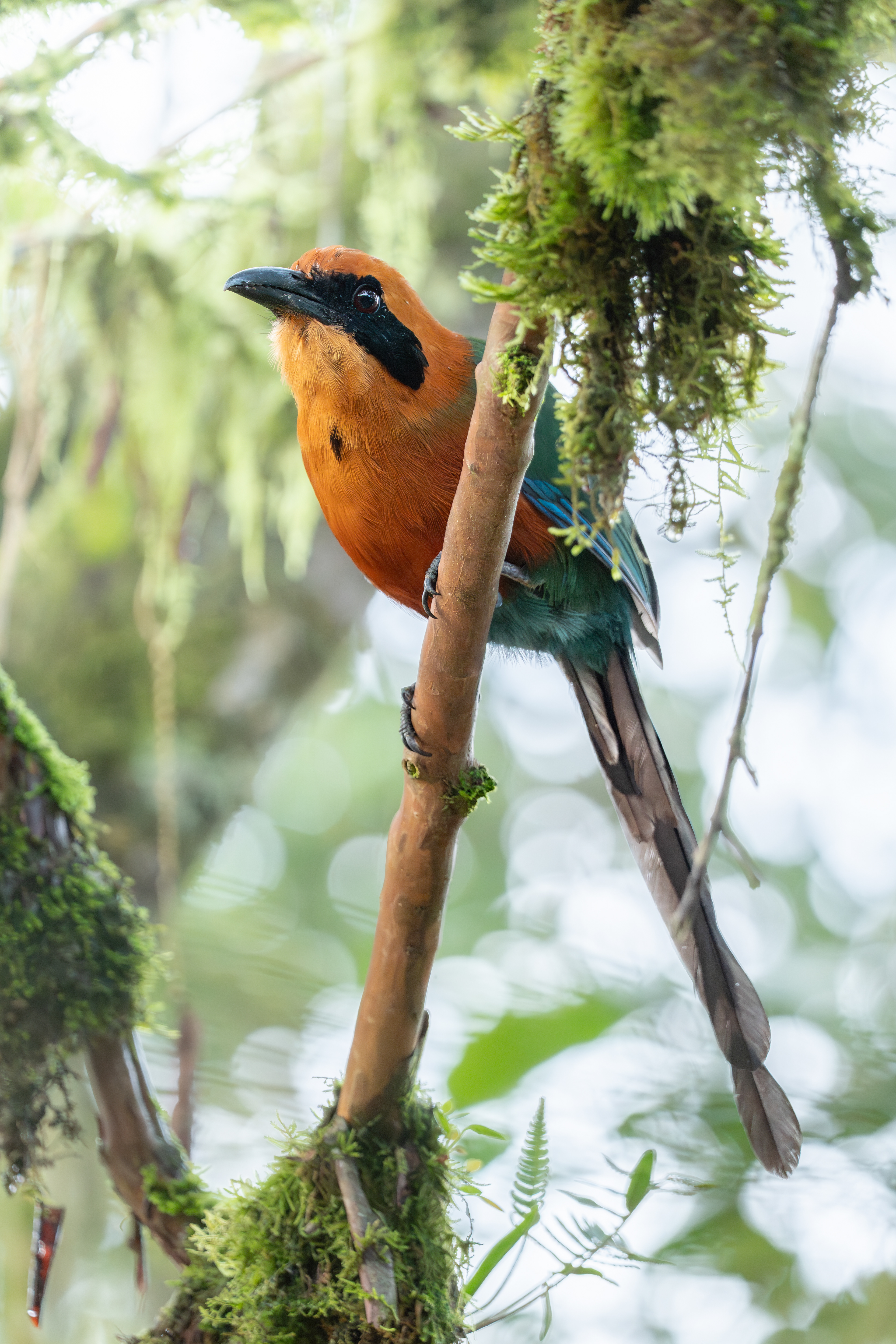 Roofus Motmot, Ecuador
