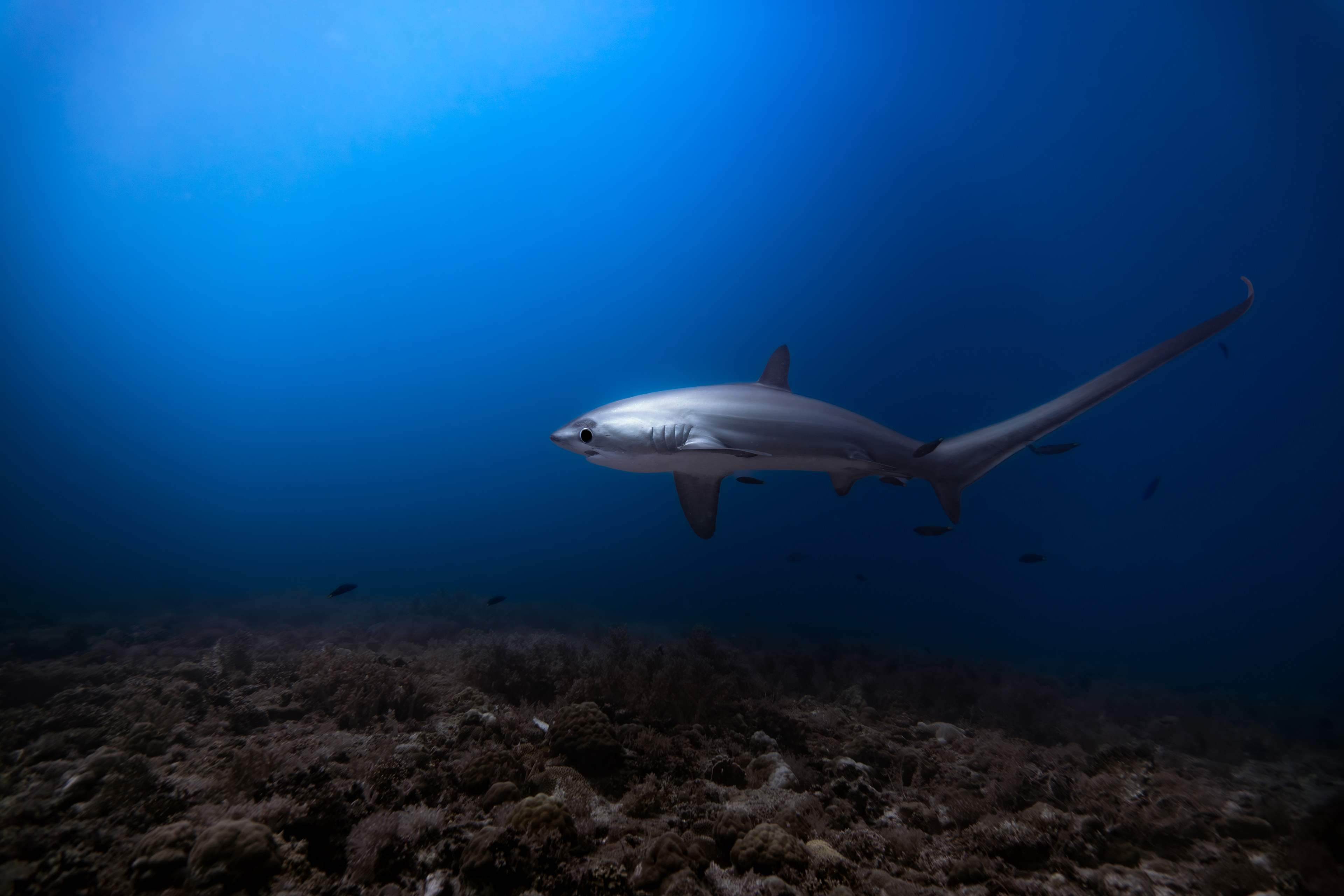 Thresher shark, Malapascua, Philippines