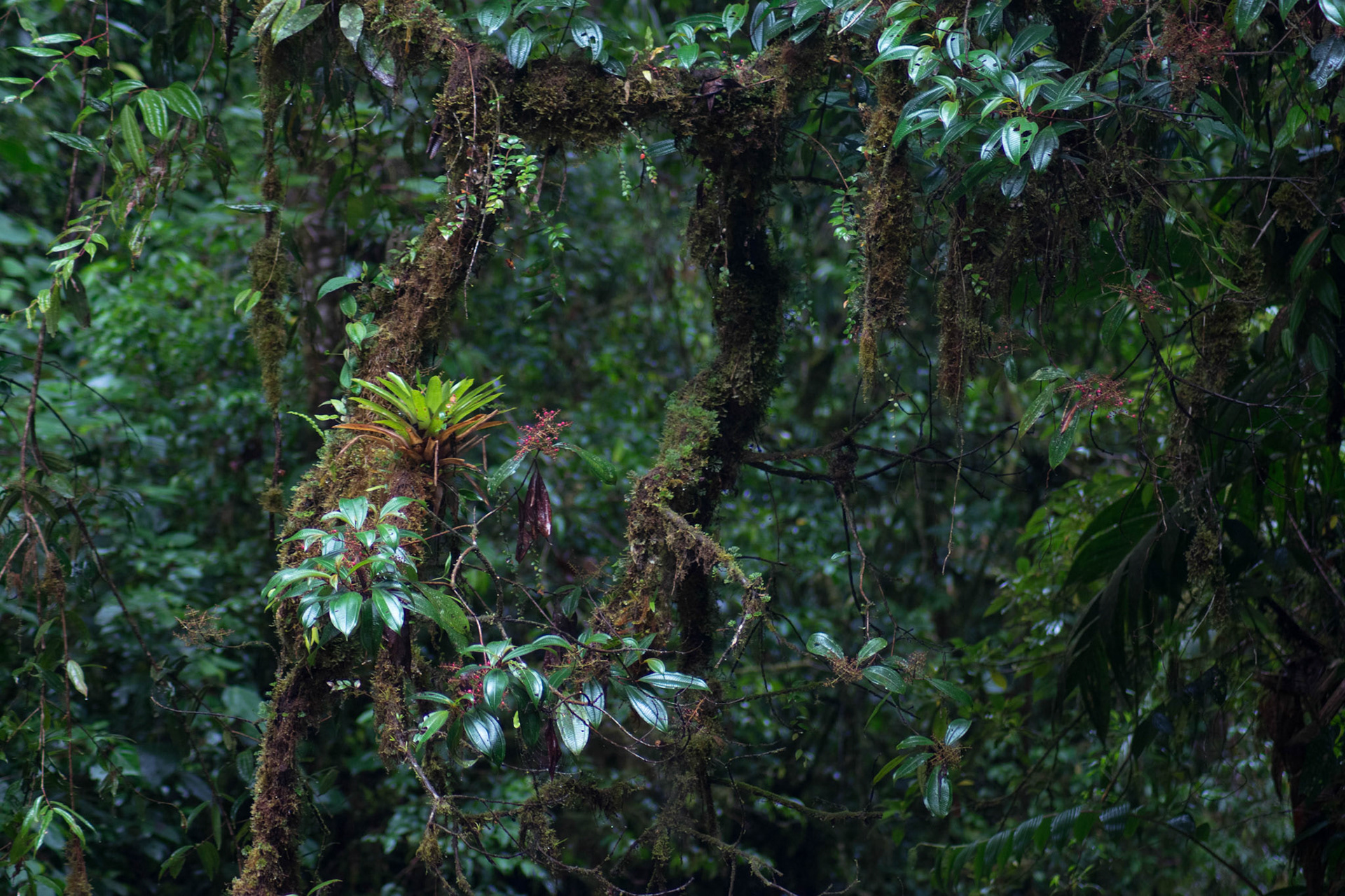 Boquete, Panama