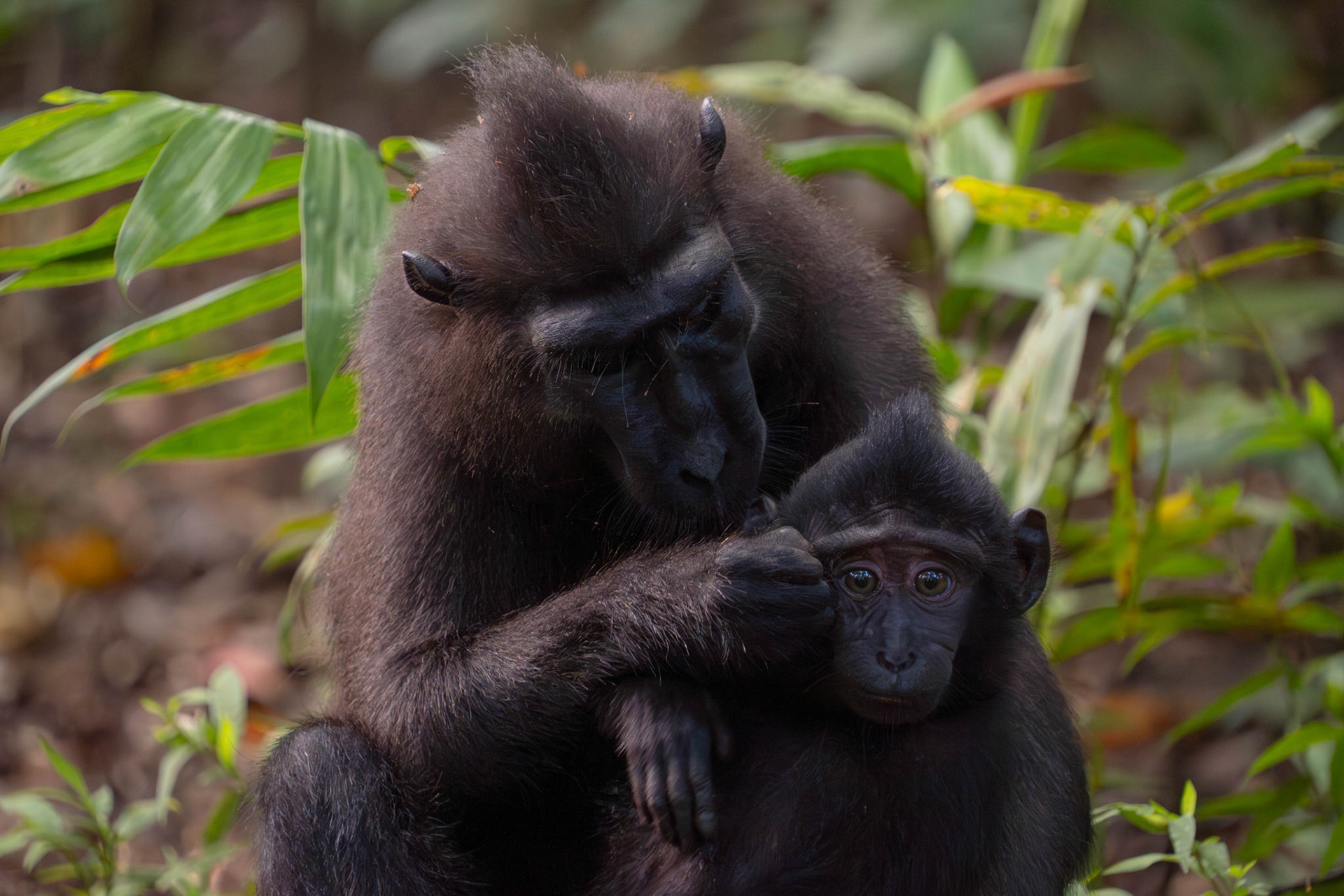 Celebes crested macaque, Sulawesi, Indonesia