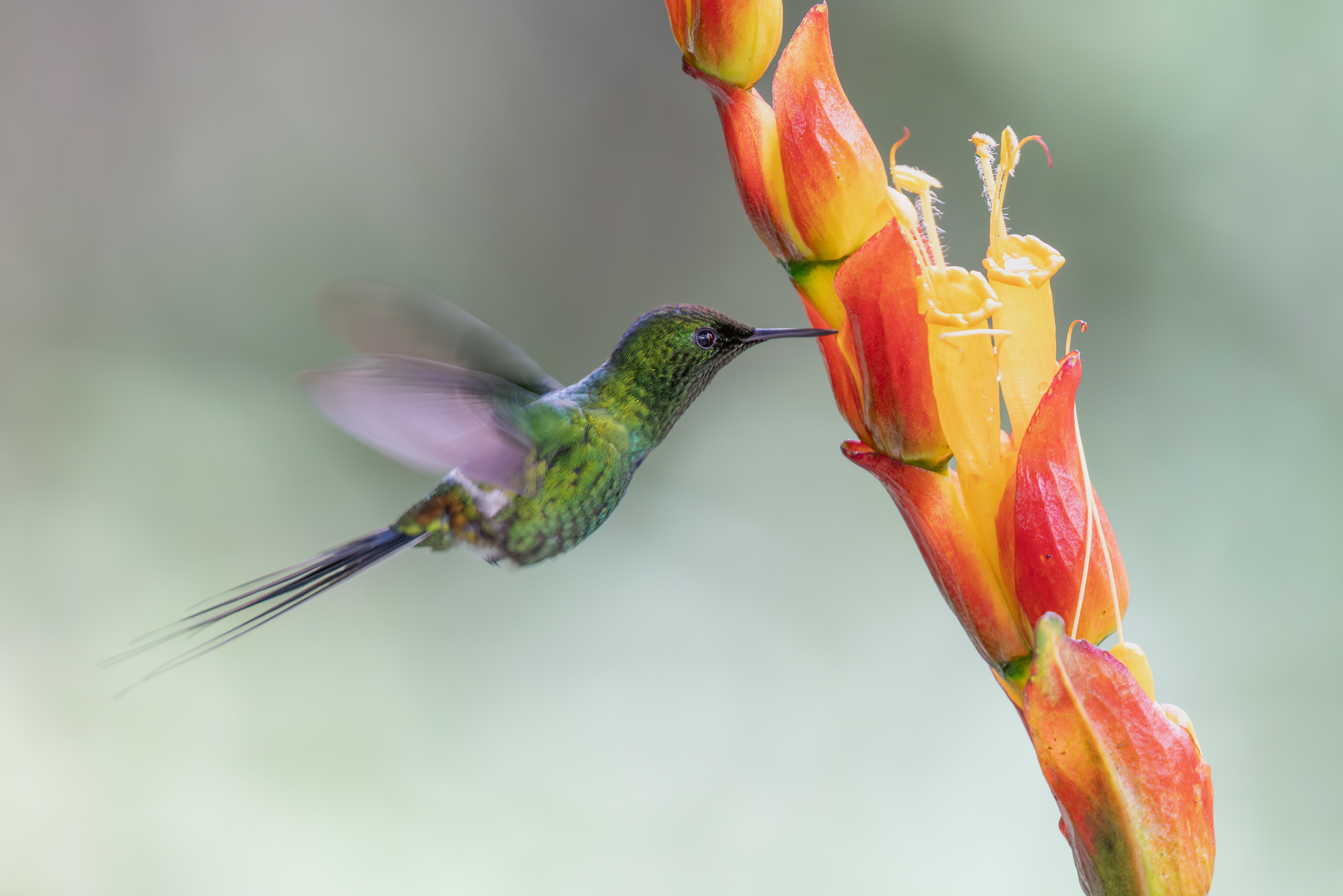 Green Thorntail, Ecuador