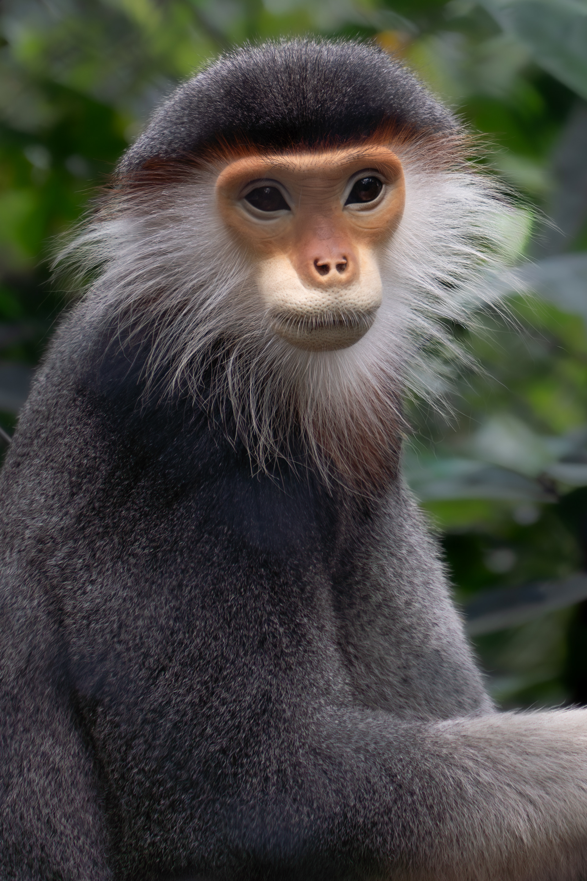 Red-shanked douc langur, Vietnam