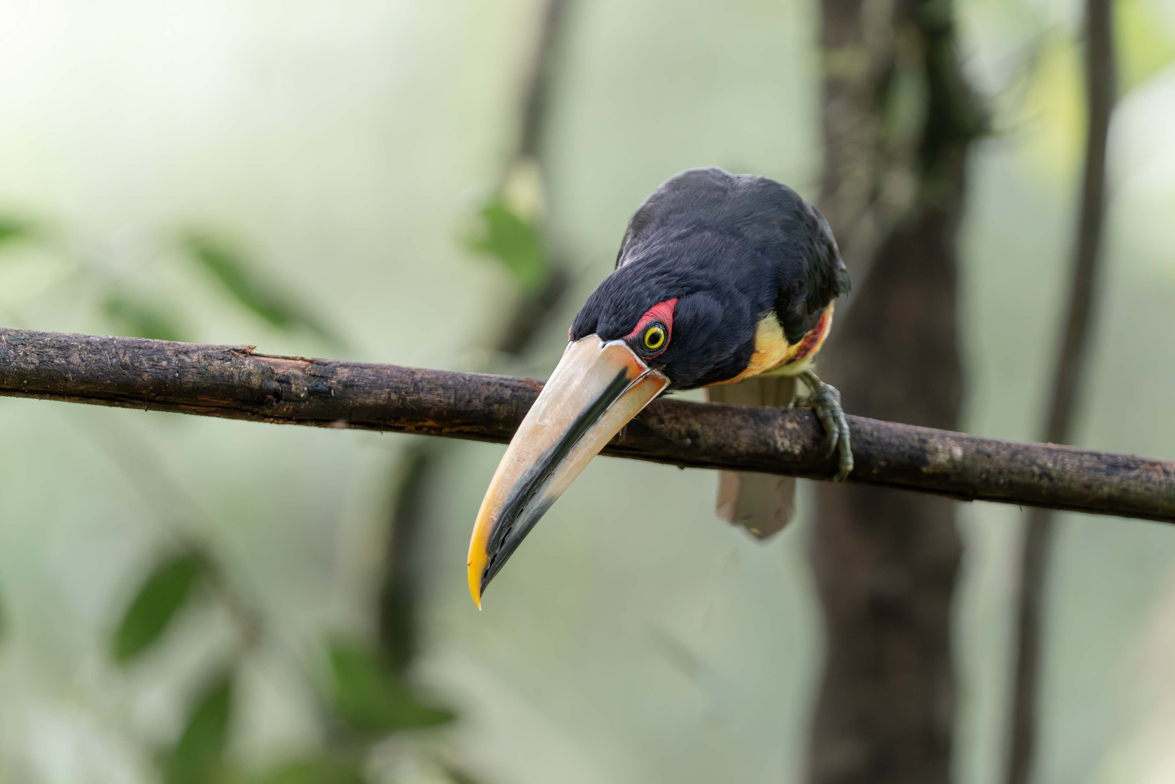 Pale-mandibled Aracari, Ecuador