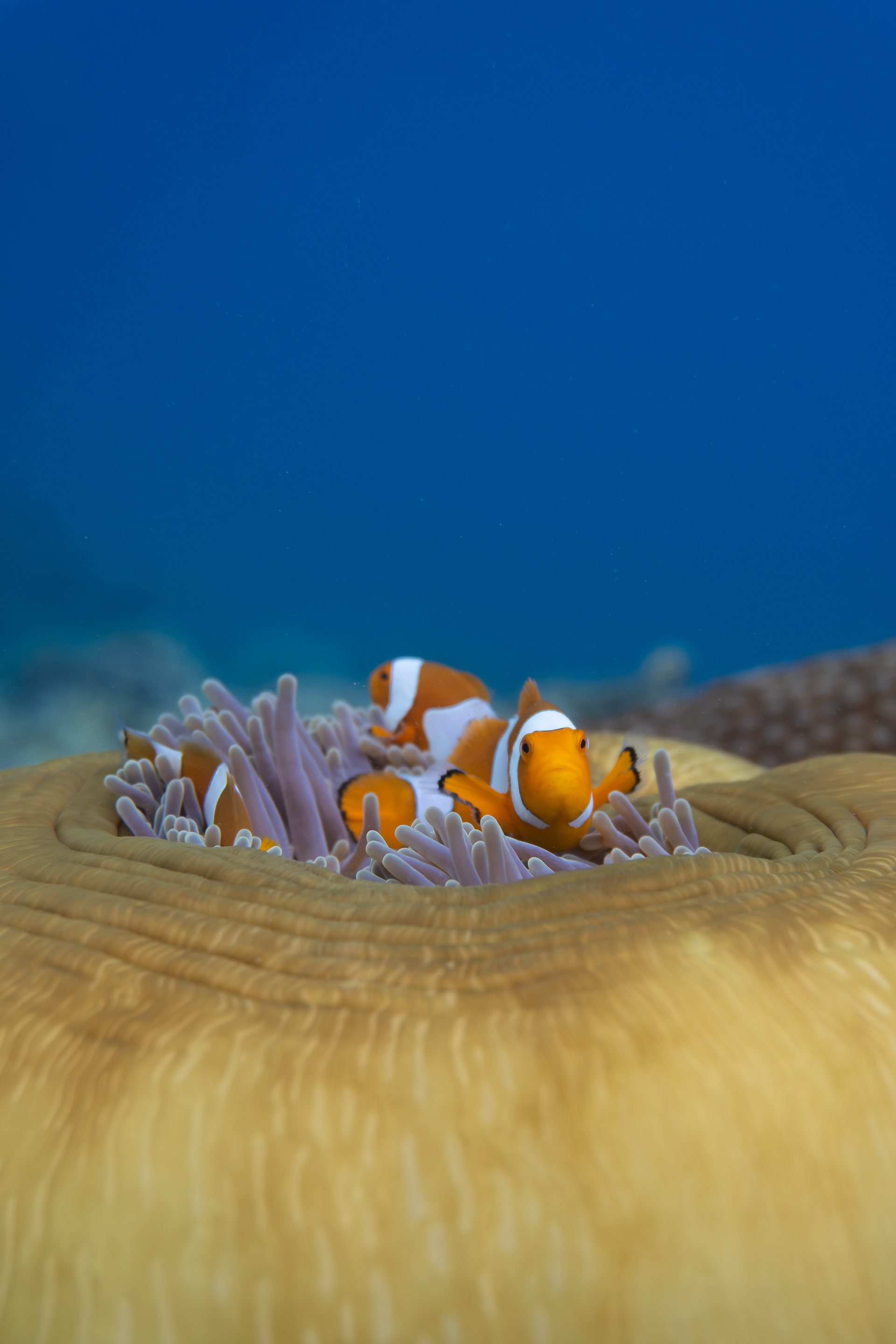 Clownfish, Indonesia
