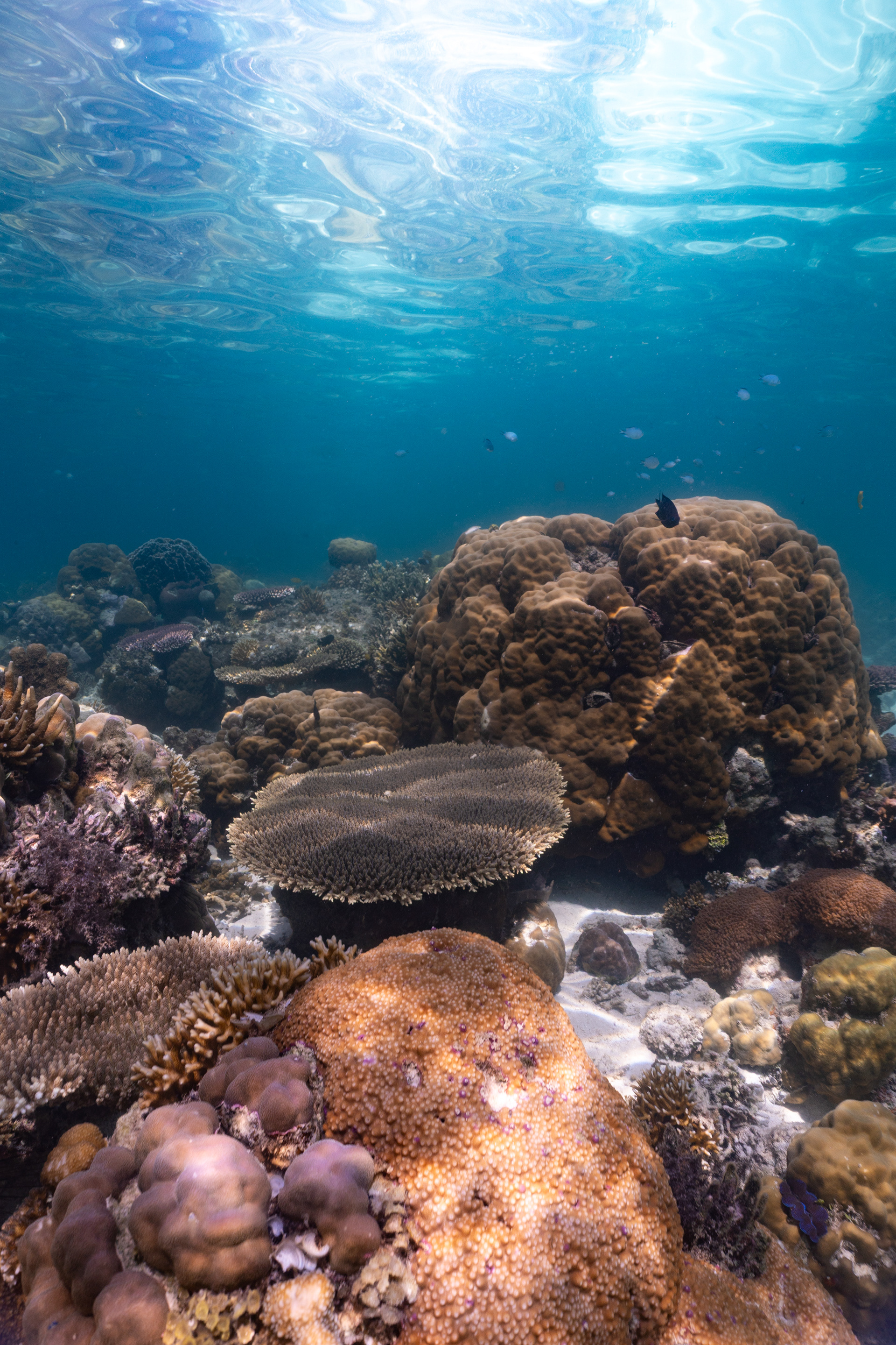Coral reef, Palawan, Philippines
