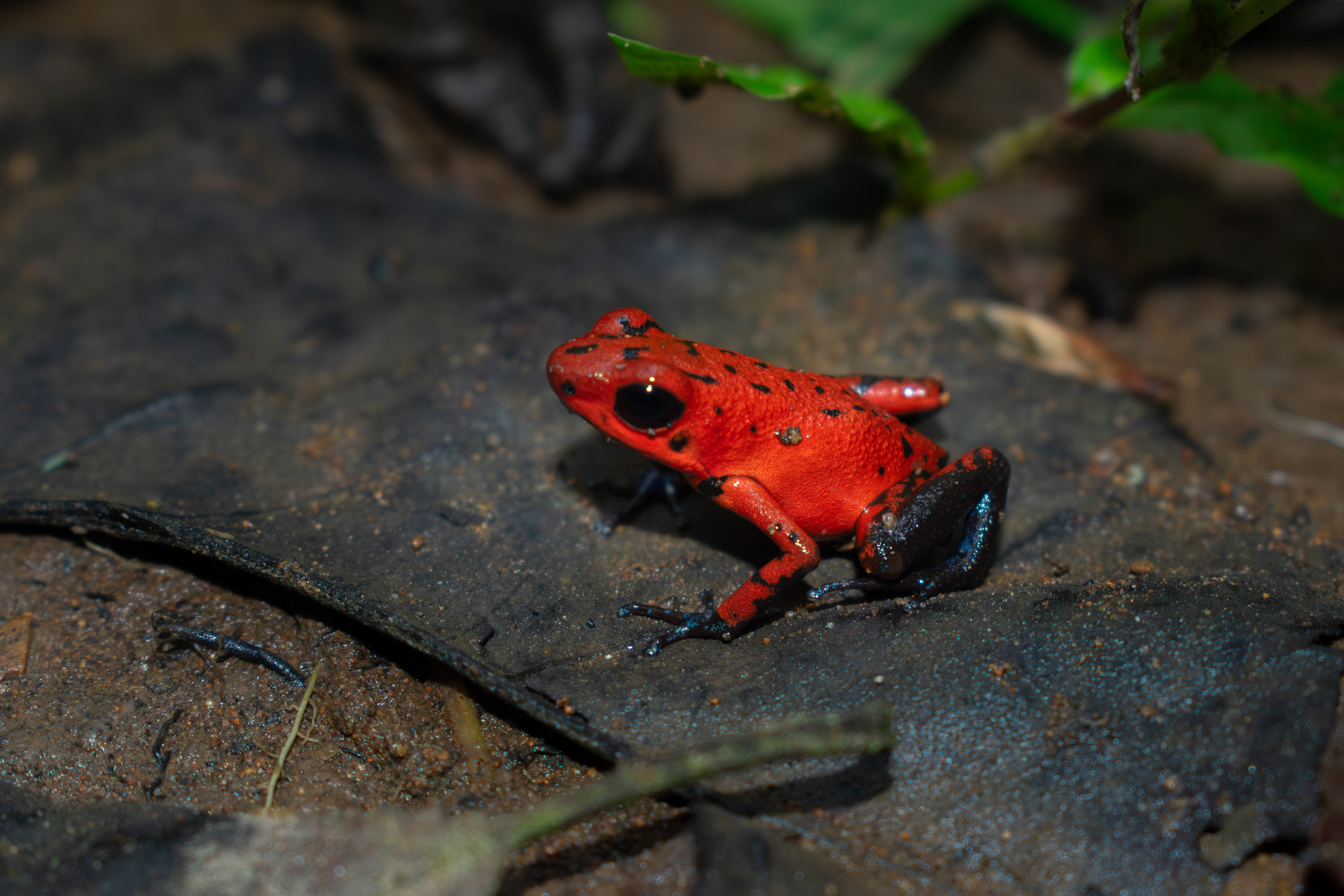 Oophaga pumilio, Costa Rica