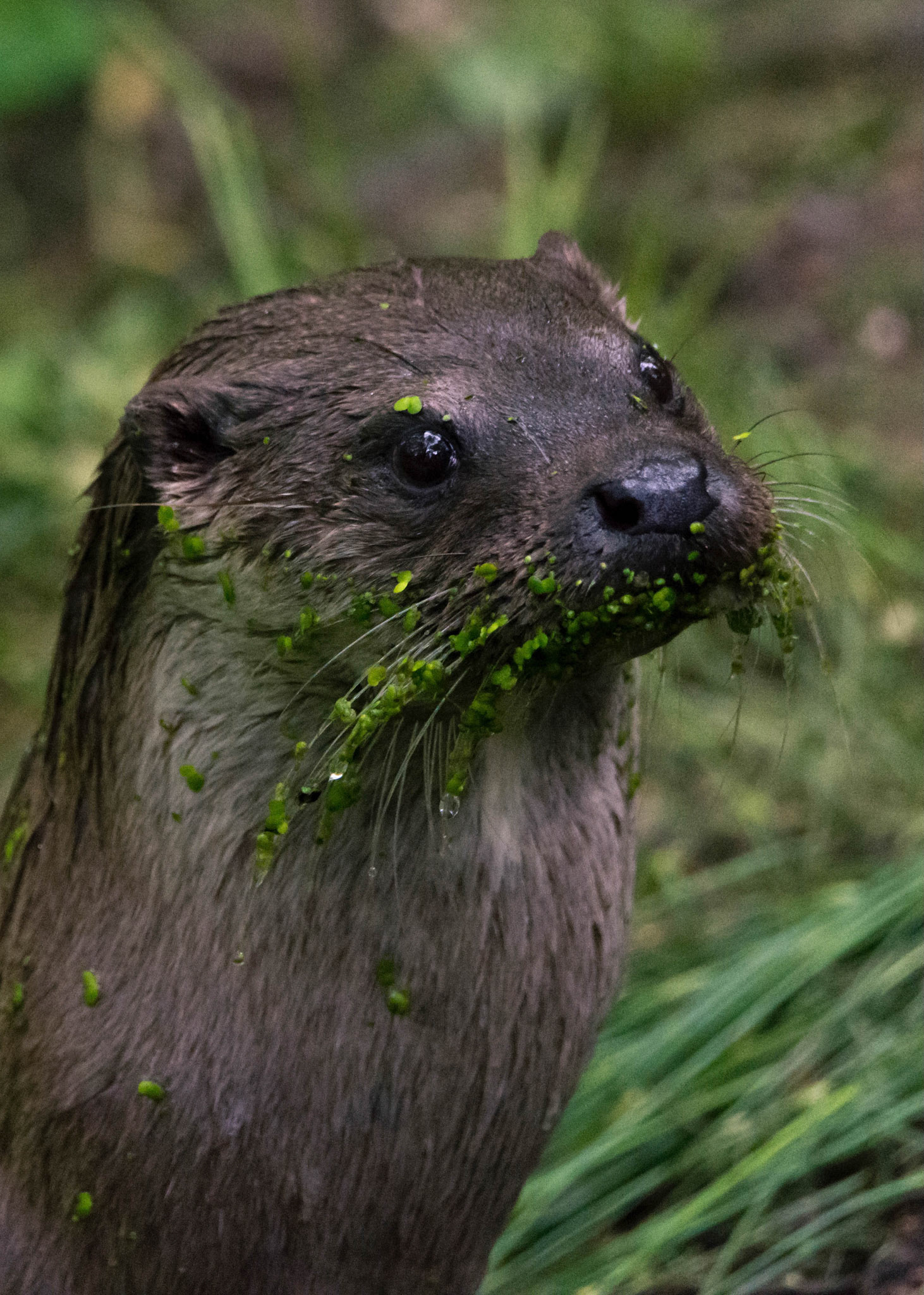 Eurasian otter, Germany