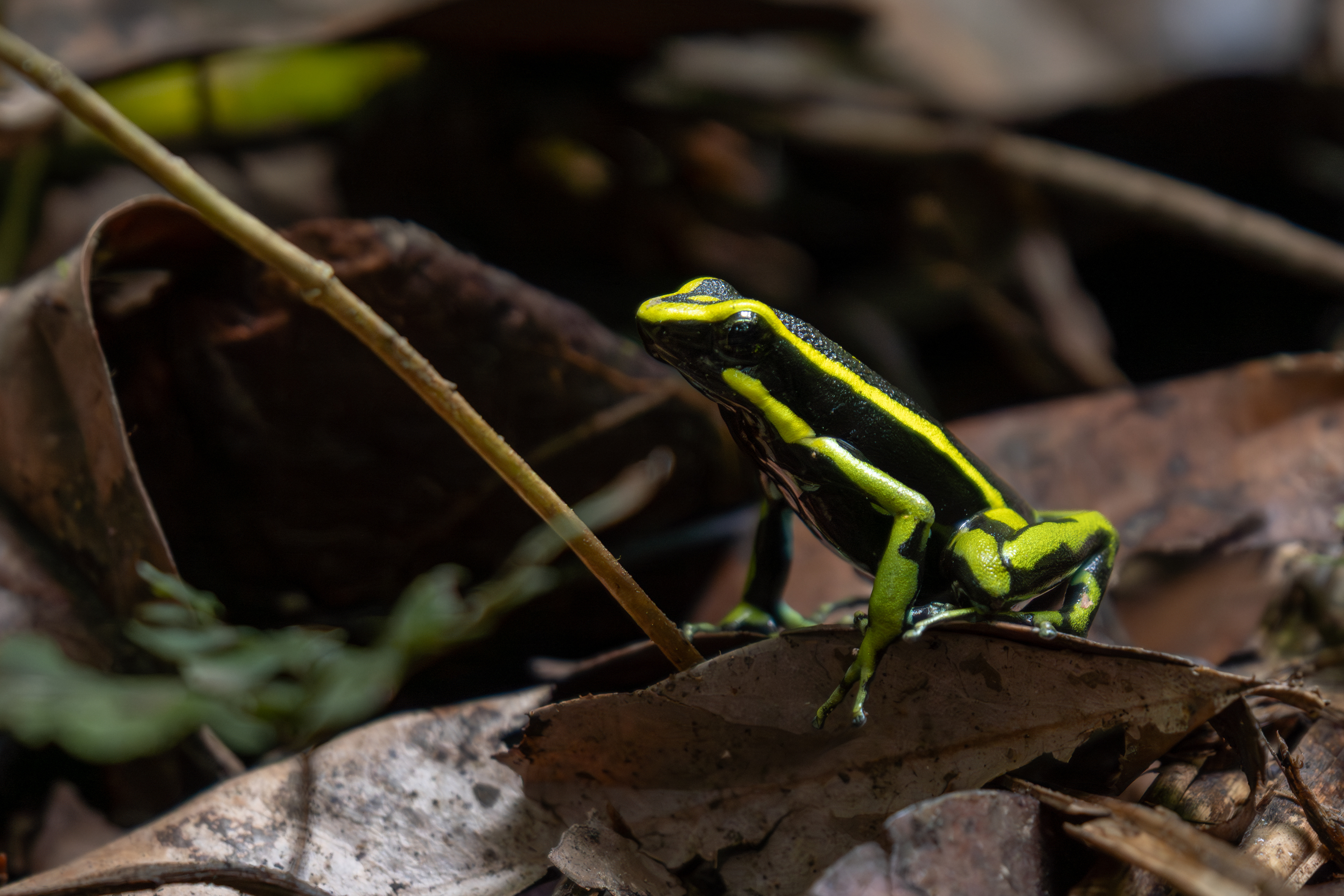 Three-striped Poison Frog, Colombia