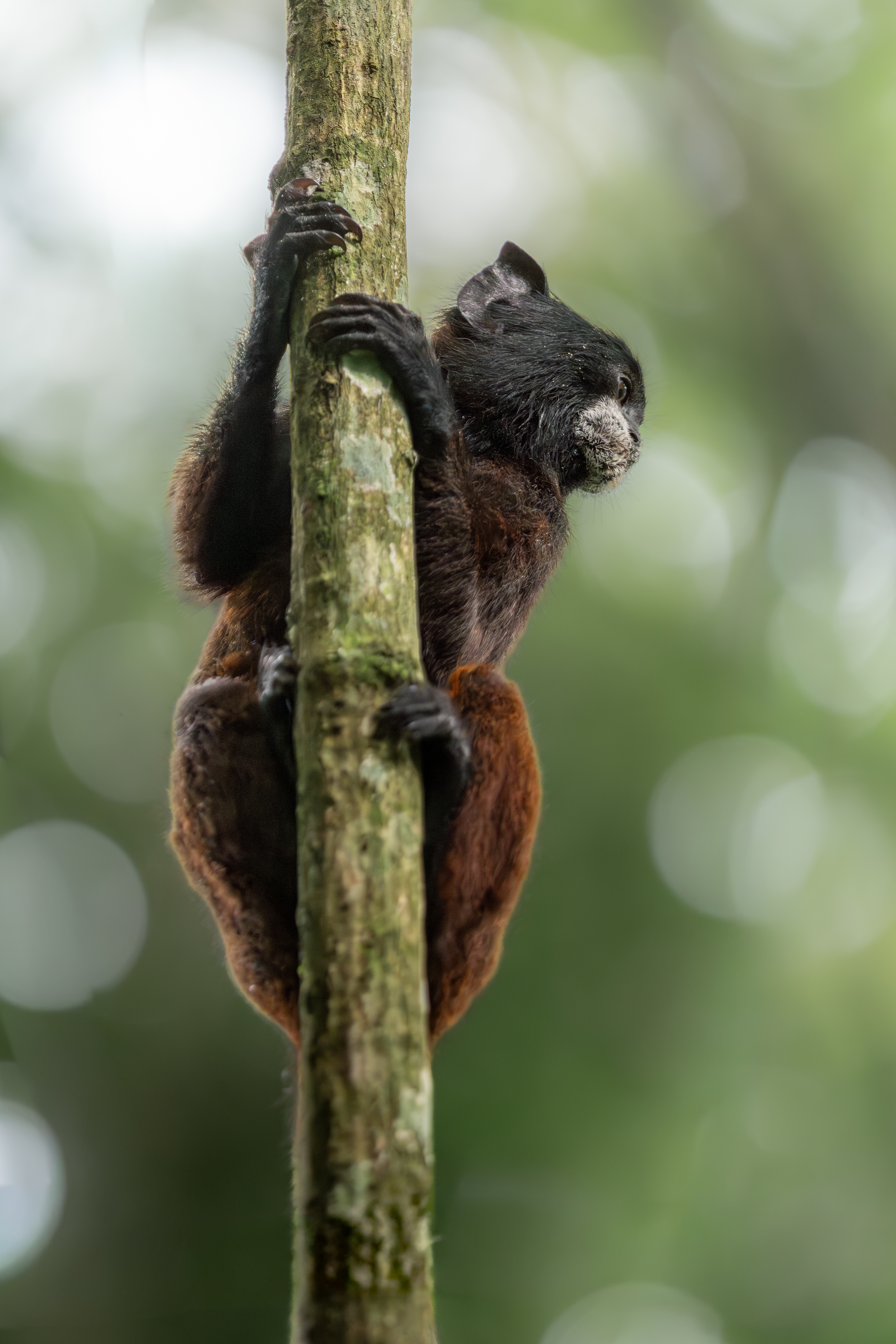 Saddle-back Tamarin, Peru