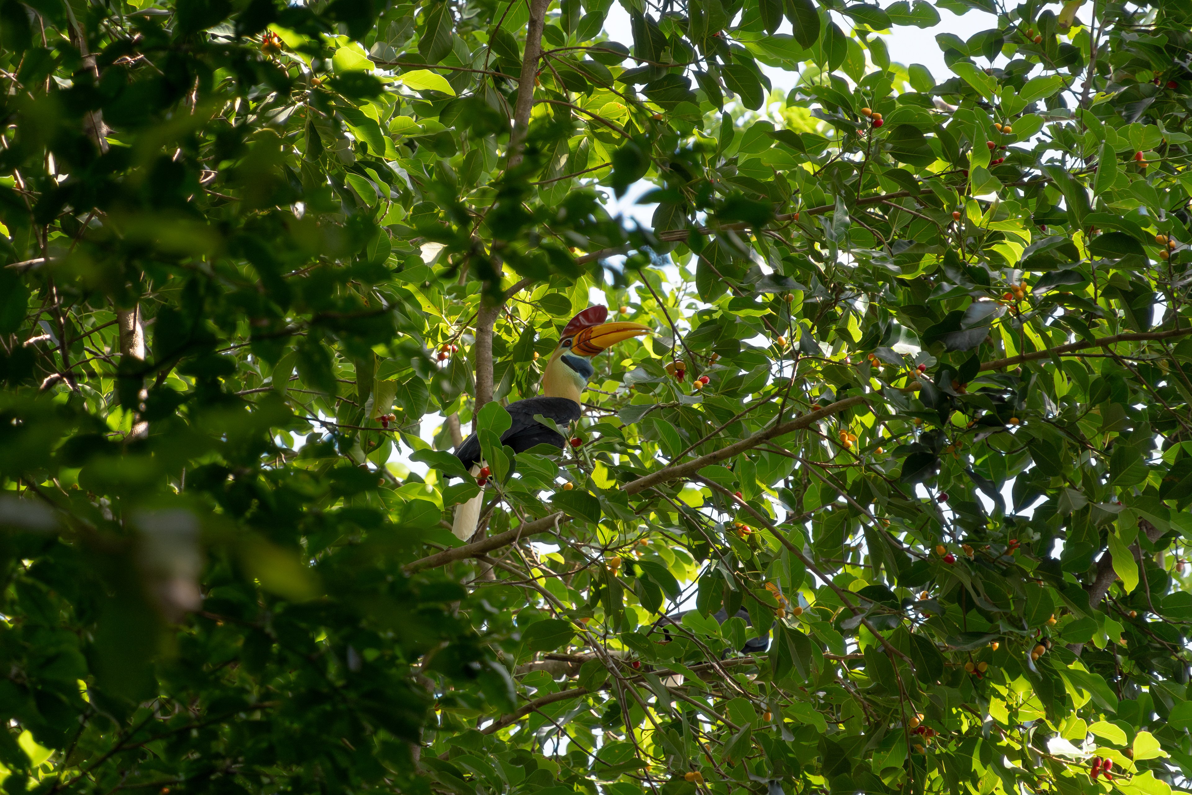Knobbed Hornbill, Indonesia