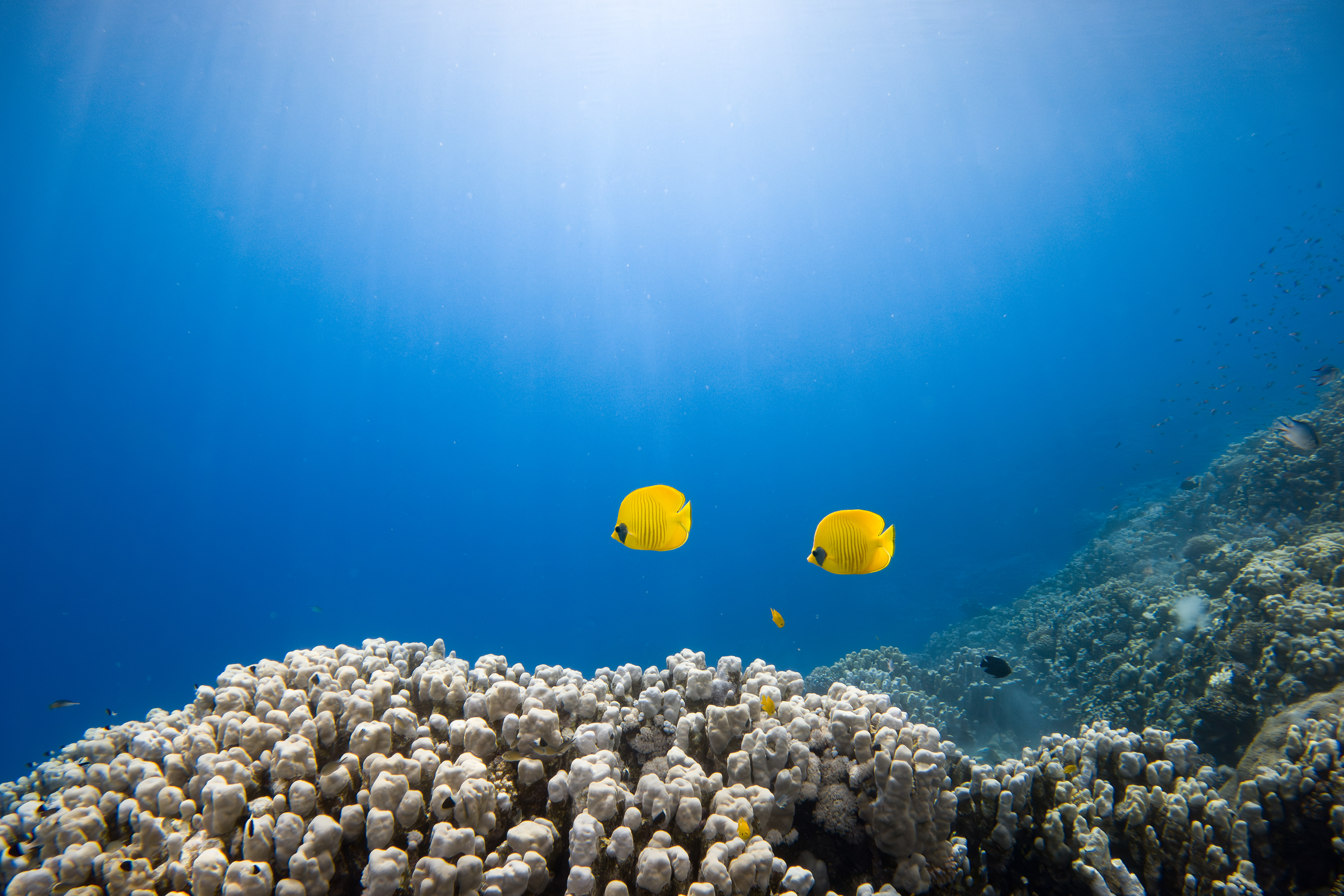 Bluecheek butterflyfish, Egypt