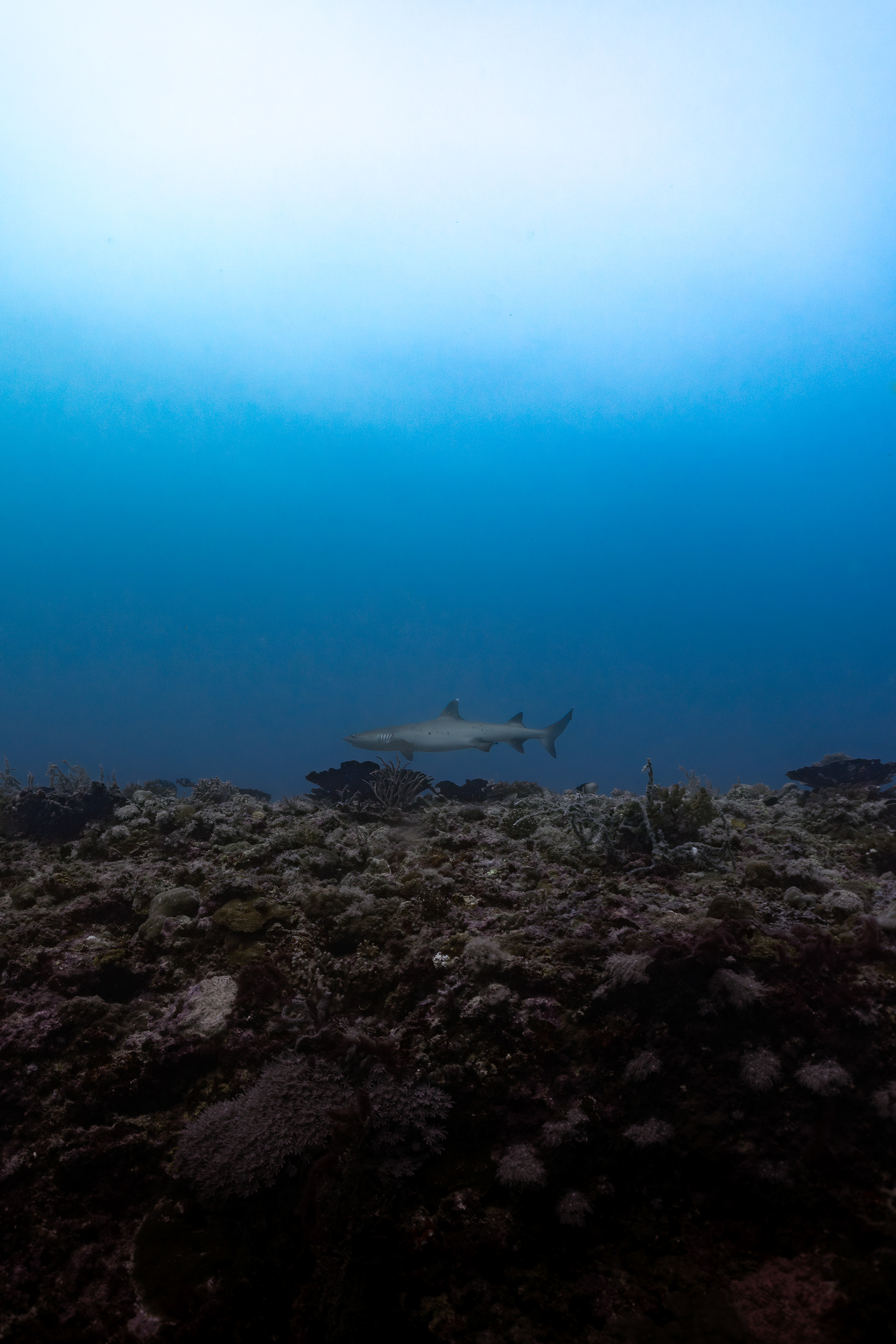White-tip reef shark, Malapascua, Philippines