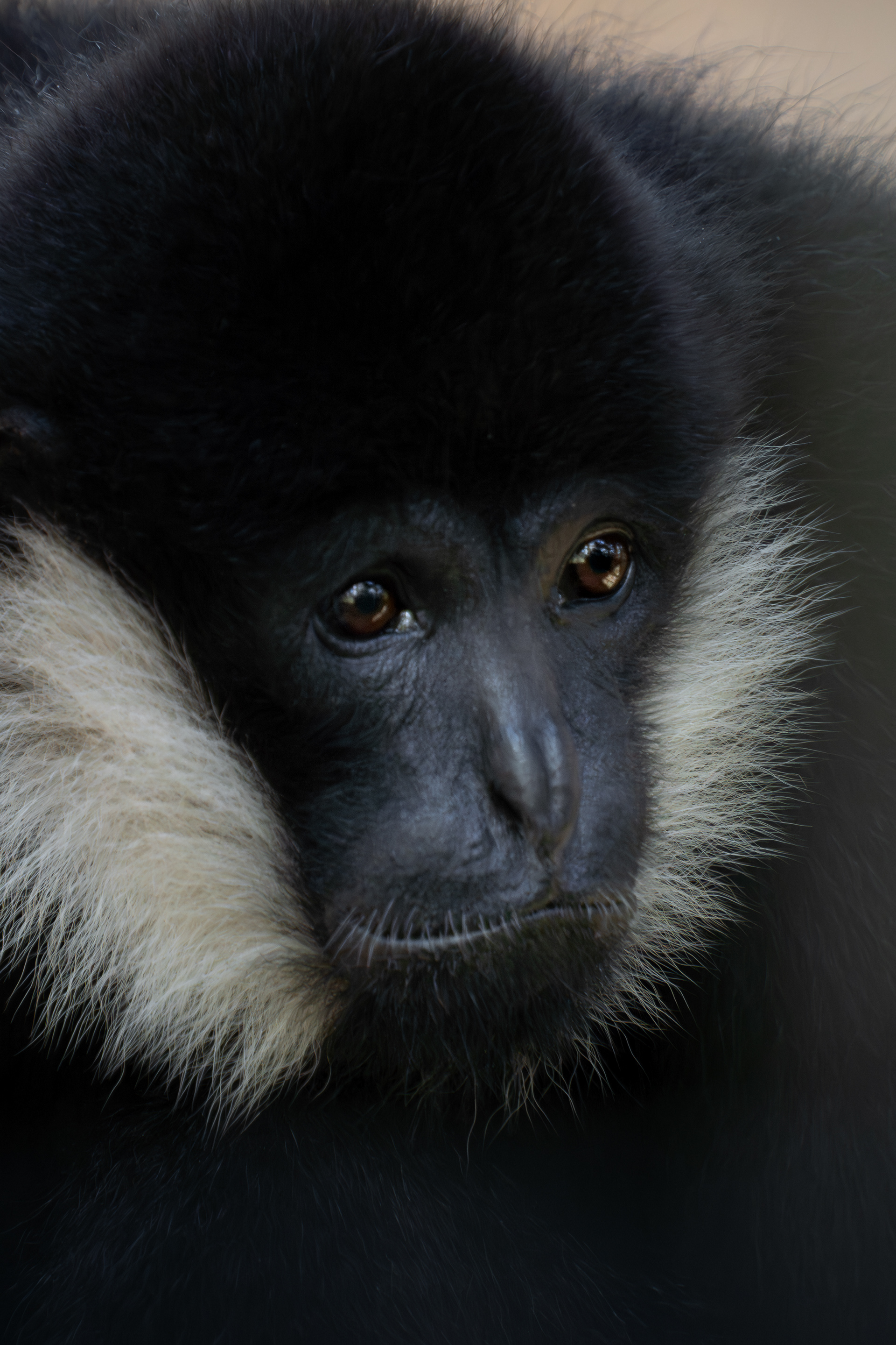 White-cheeked gibbon, Laos