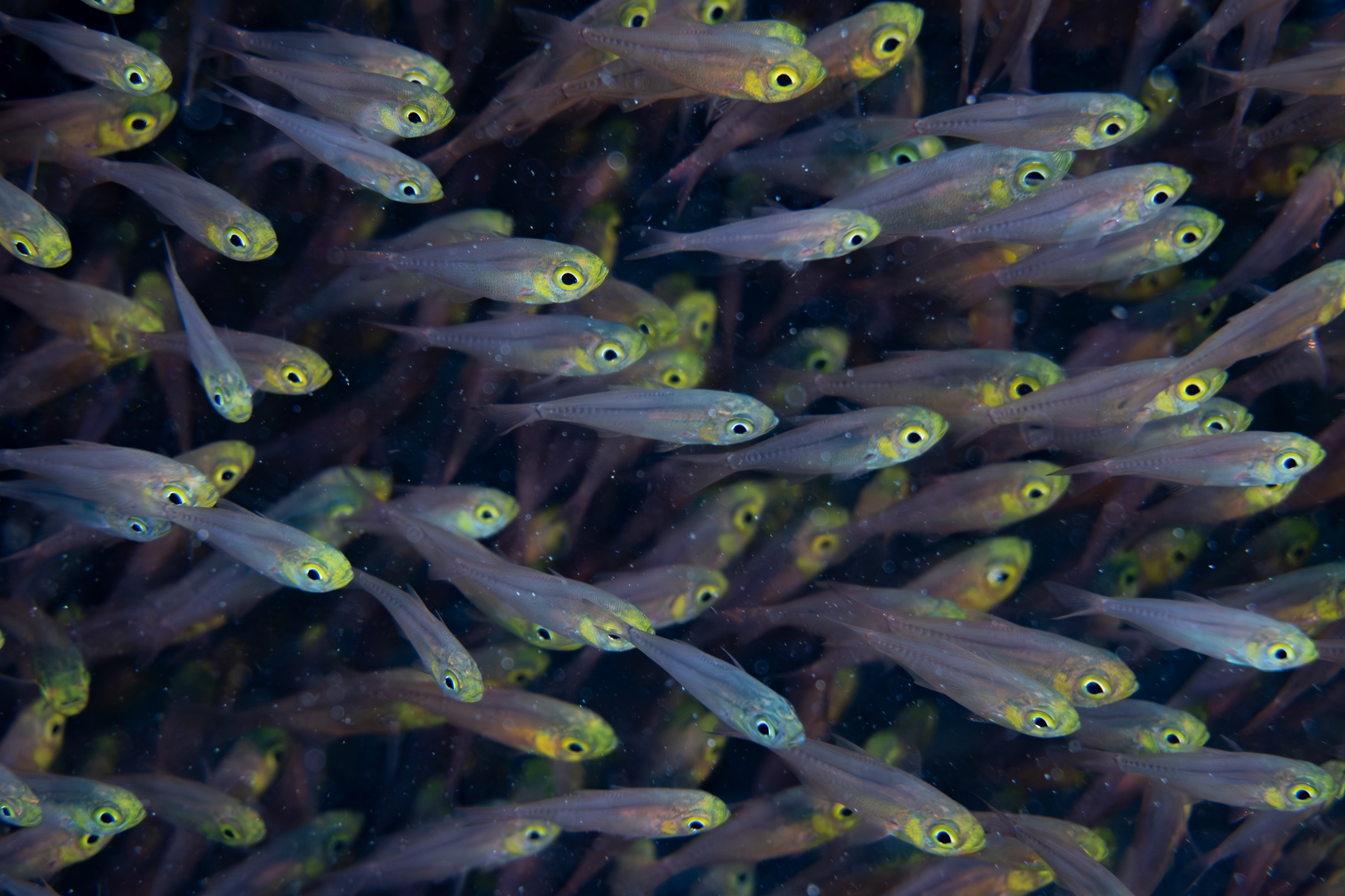 Glass fish, Indonesia