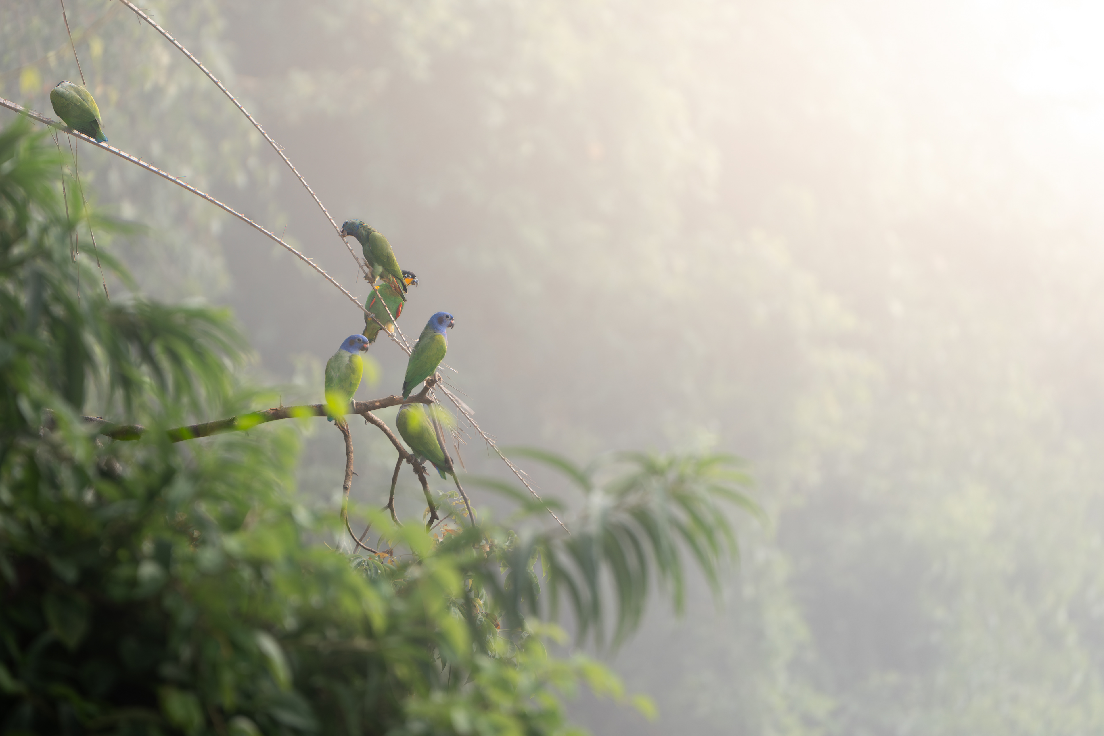 Parrots, Peru