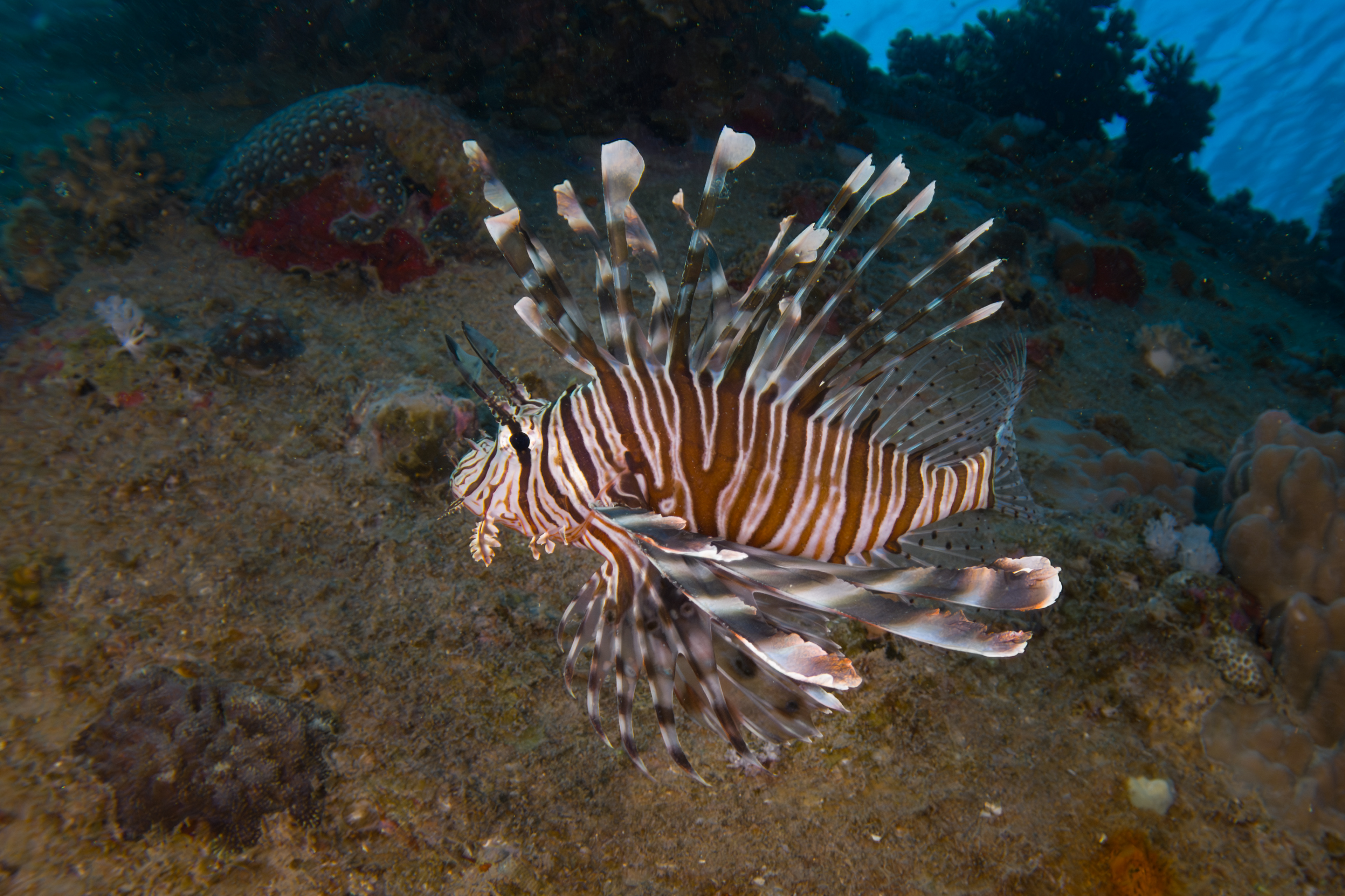 Lionfish, Egypt