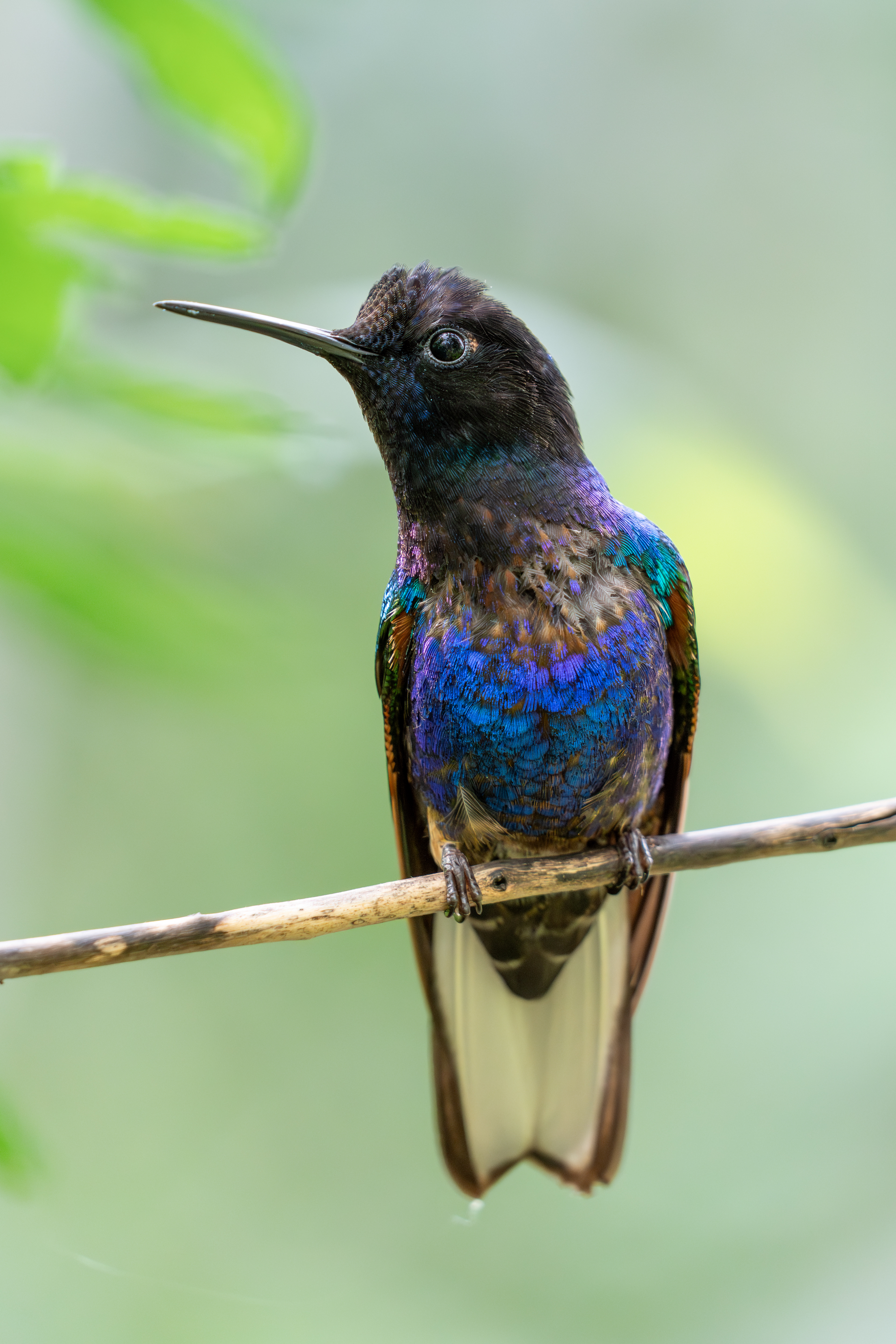 Velvet-purple Coronet, Ecuador