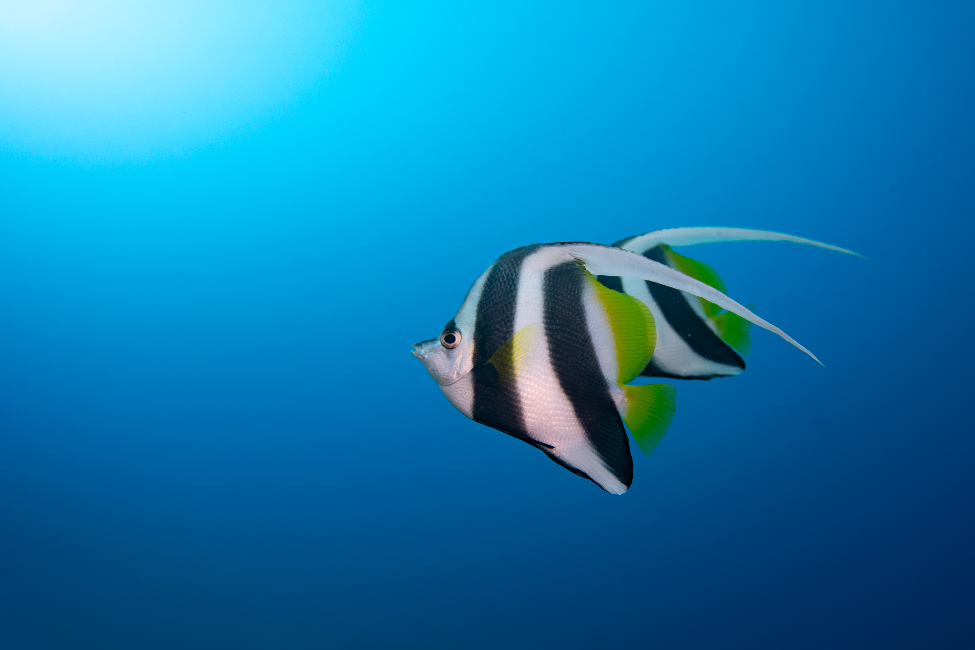 Bannerfish, Bali, Indonesia