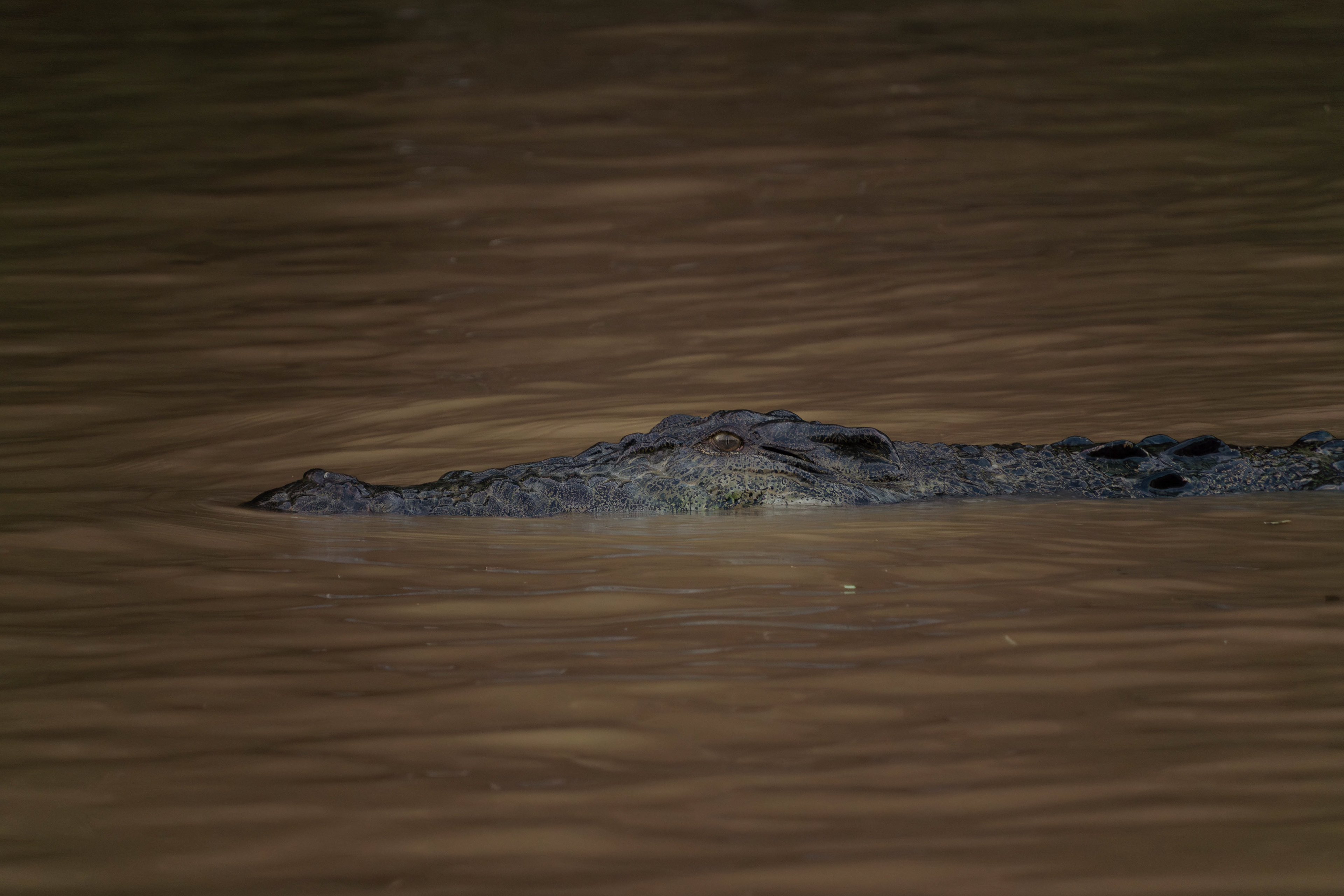 Saltwater crocodile, Sabah, Malaysia