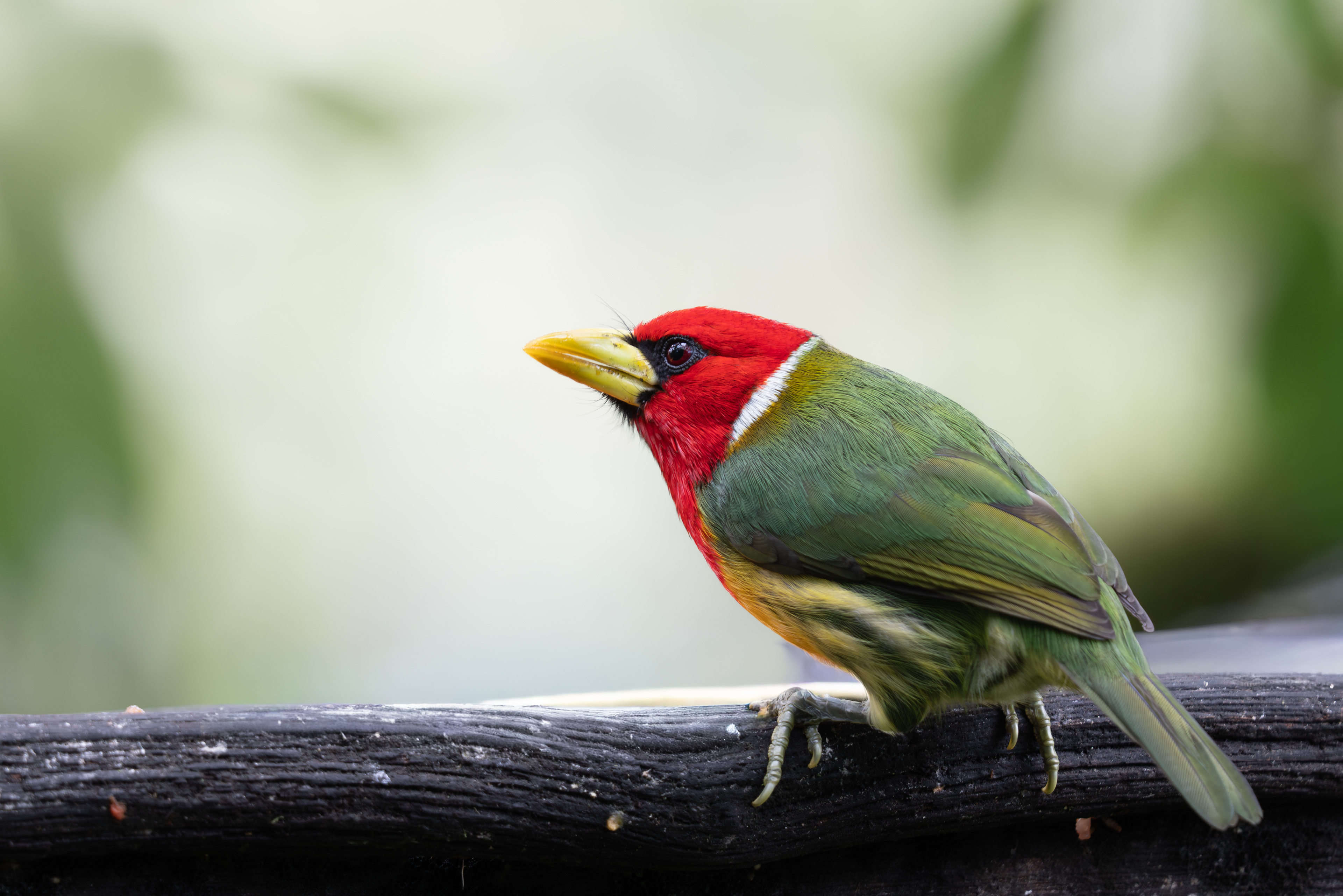 Red-headed Barbet, Ecuador