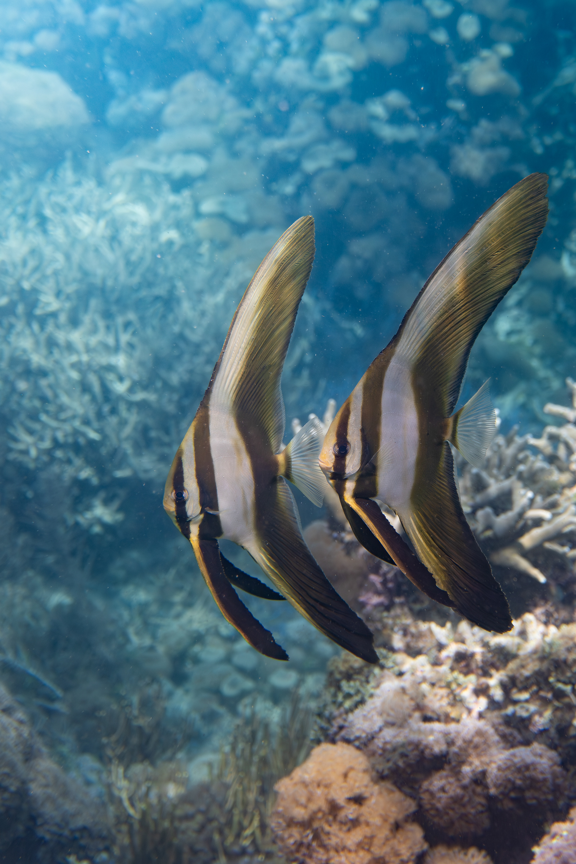Batfish, Indonesia