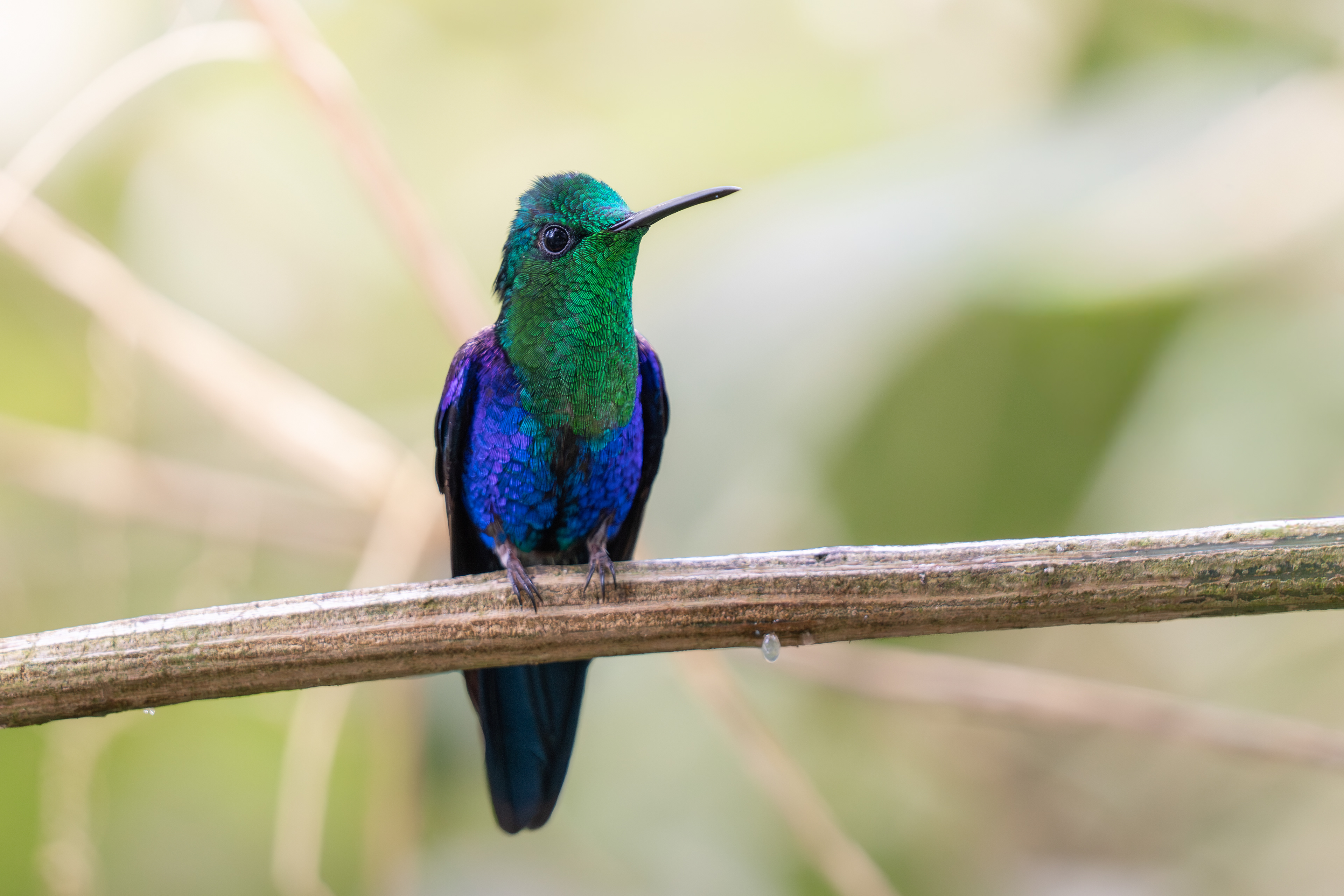 Crowned Woodnymph, Ecuador