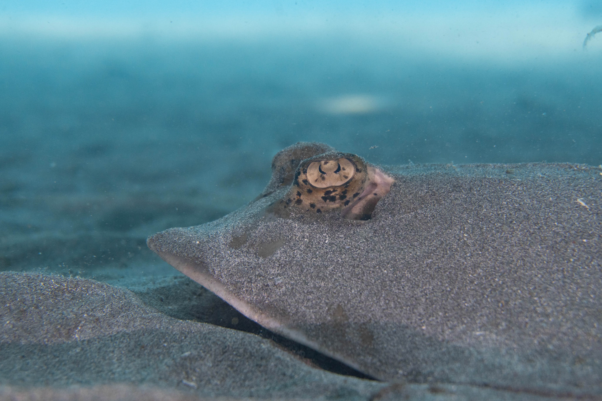 Blue spotted stingray, Bali, Indonesia