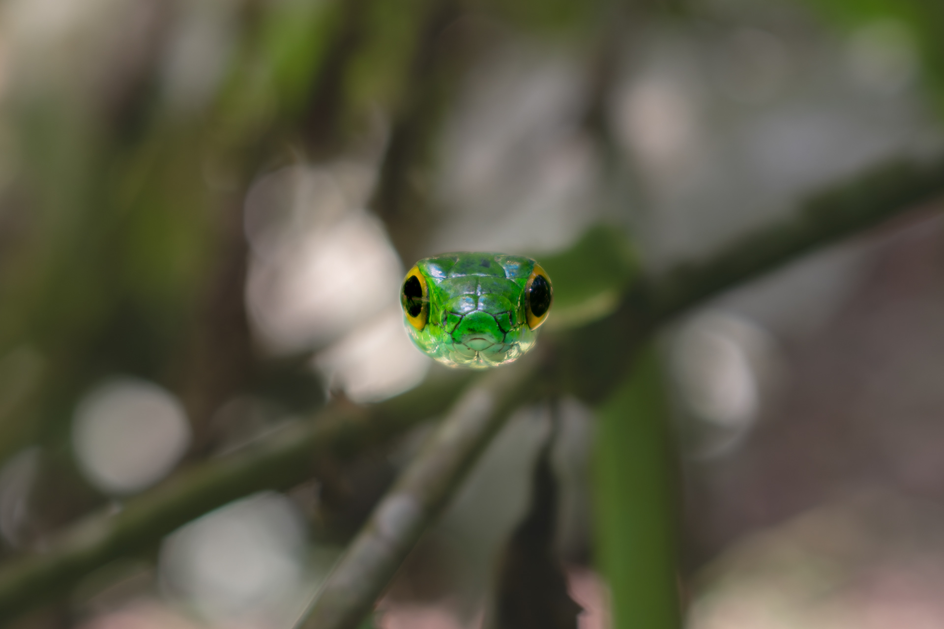 Parrot snake, Costa Rica