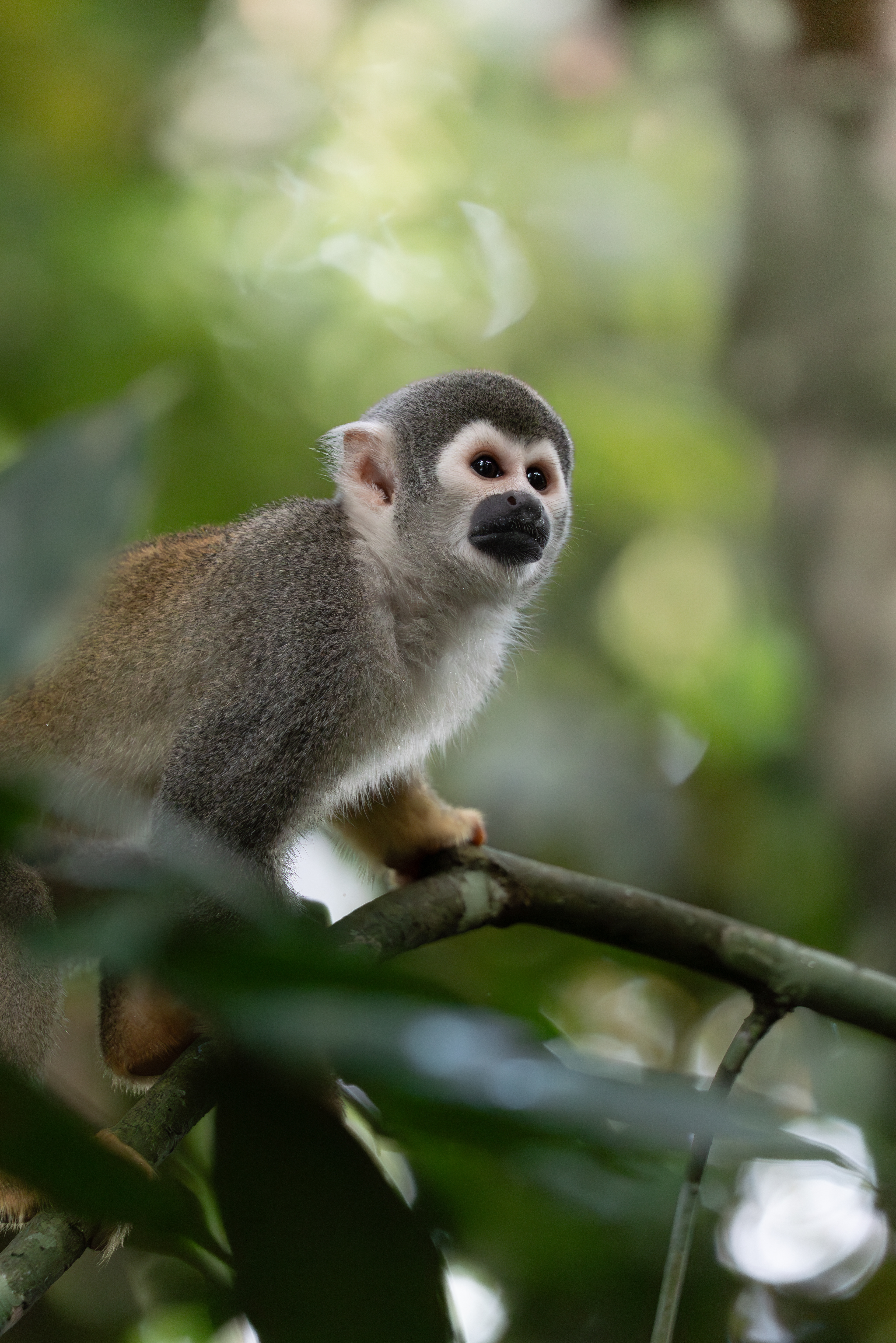 Squirrel Monkey, Ecuador