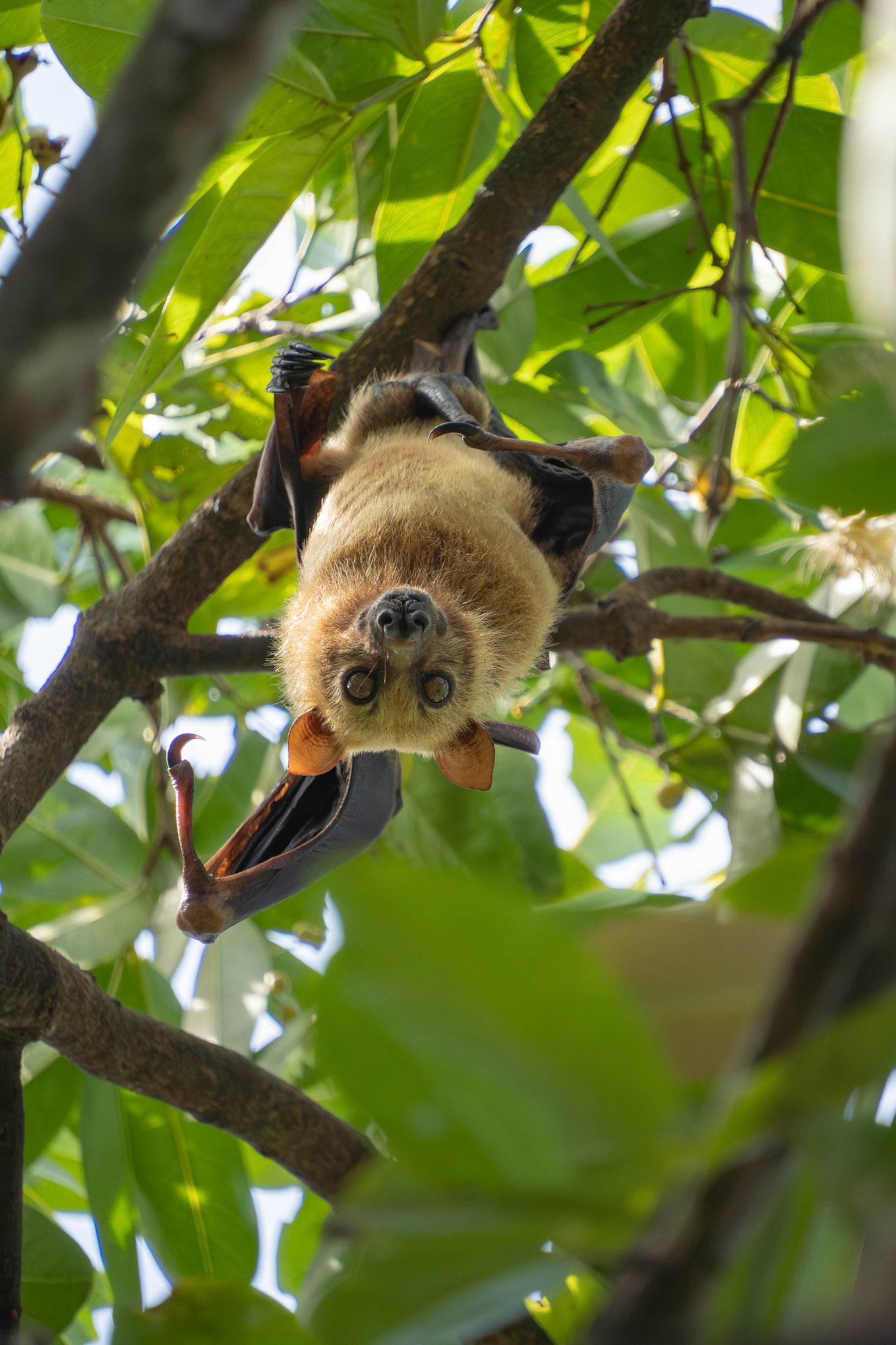 Sulawesi flying fox, Sulawesi, Indonesia