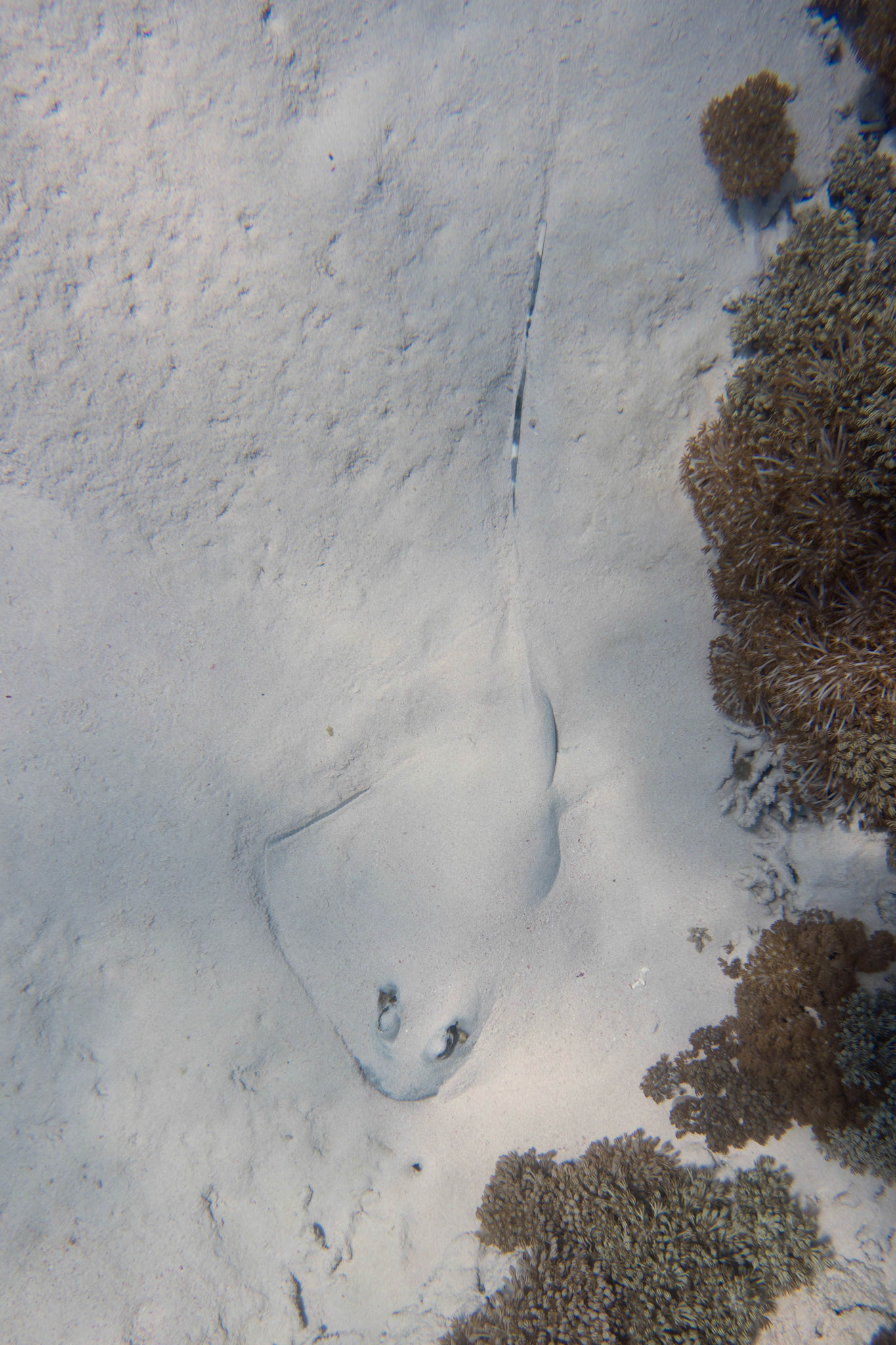 Blue-spotted stingray, Komodo, Indonesia