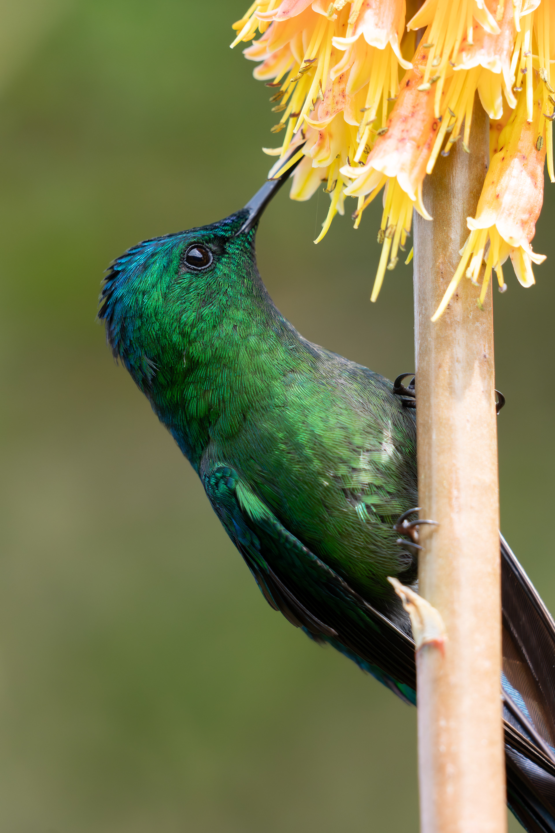 Long-tailed Sylph, Colombia