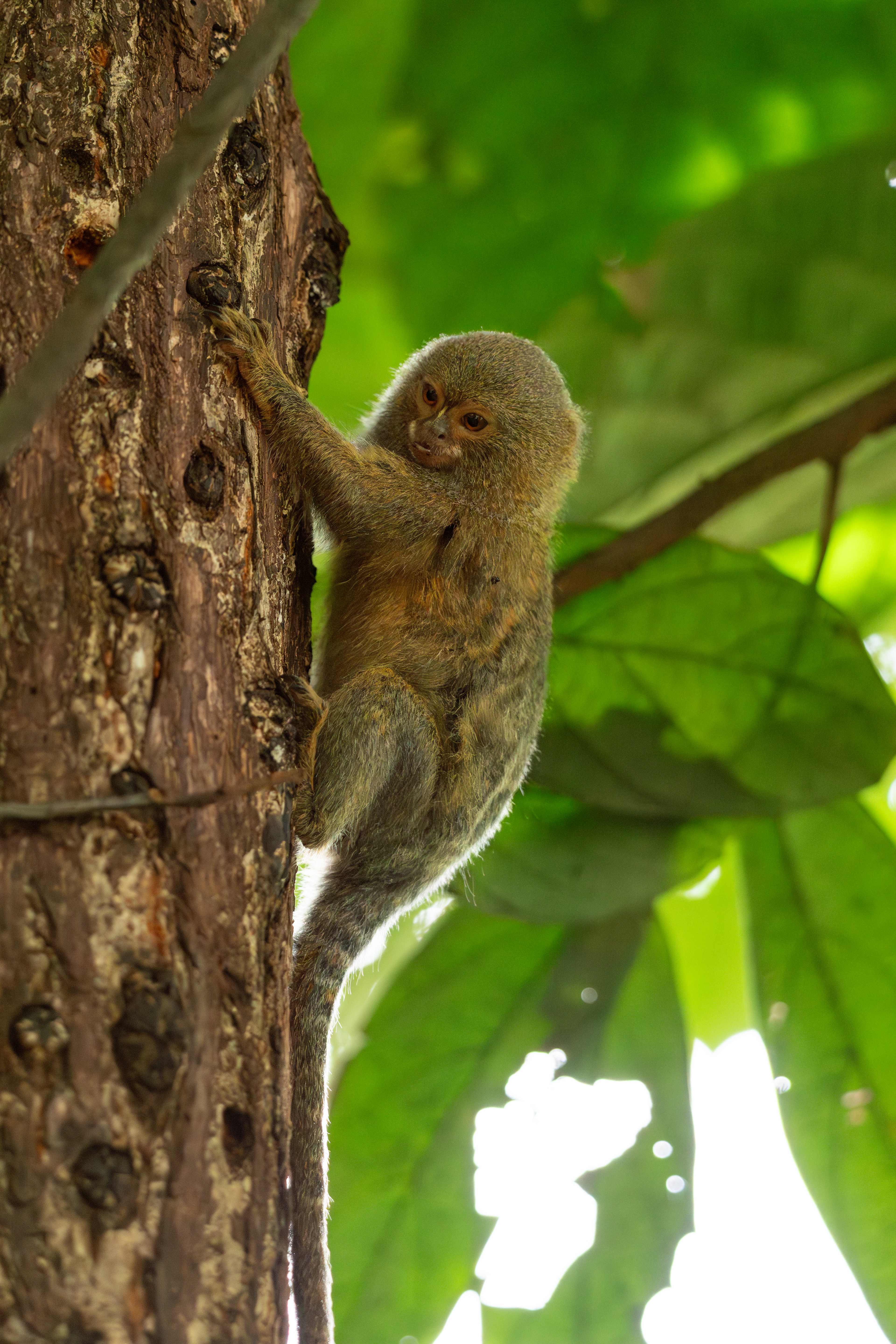 Pygmy Marmoset, Colombia
