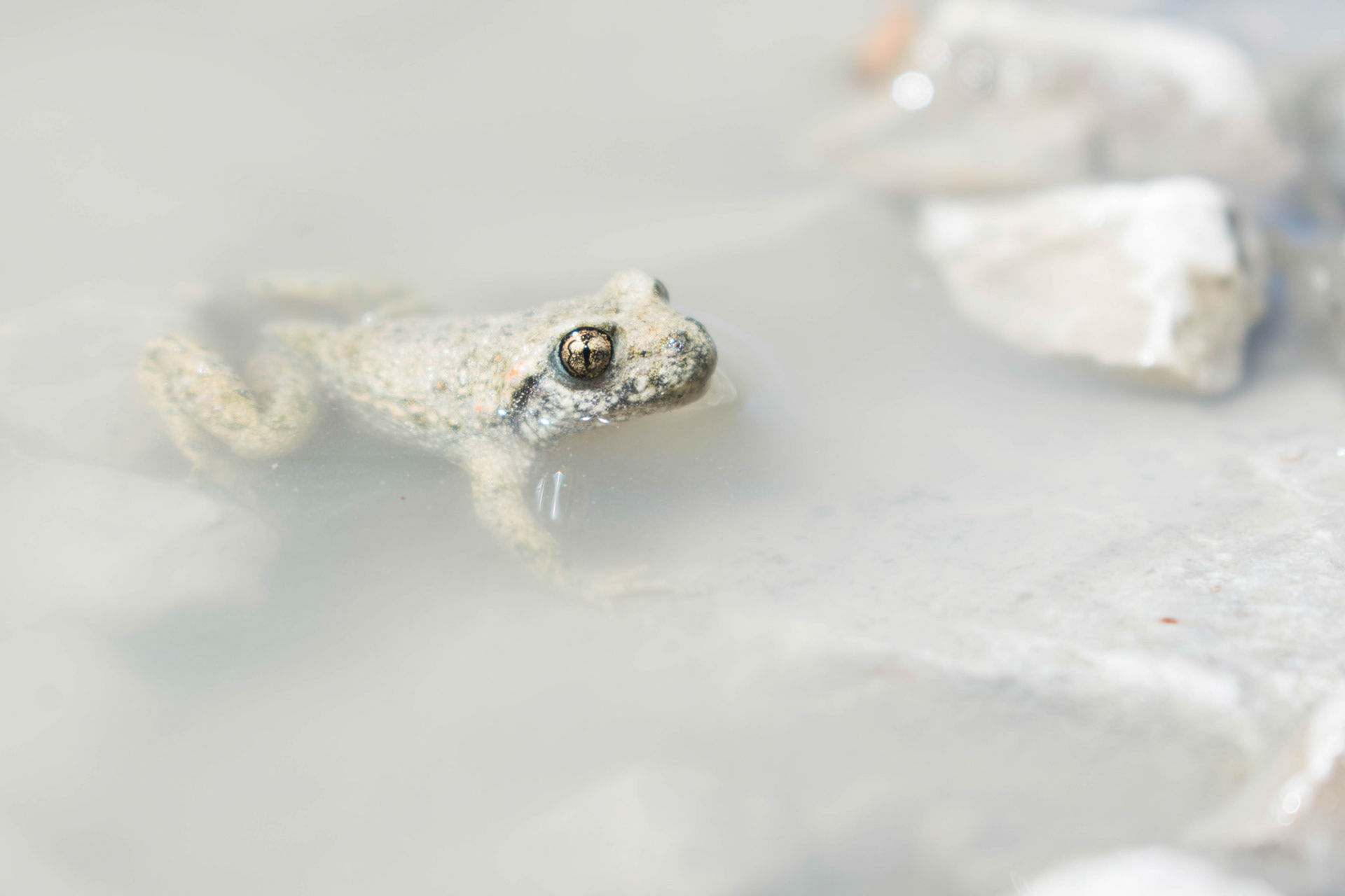 Common toad, France