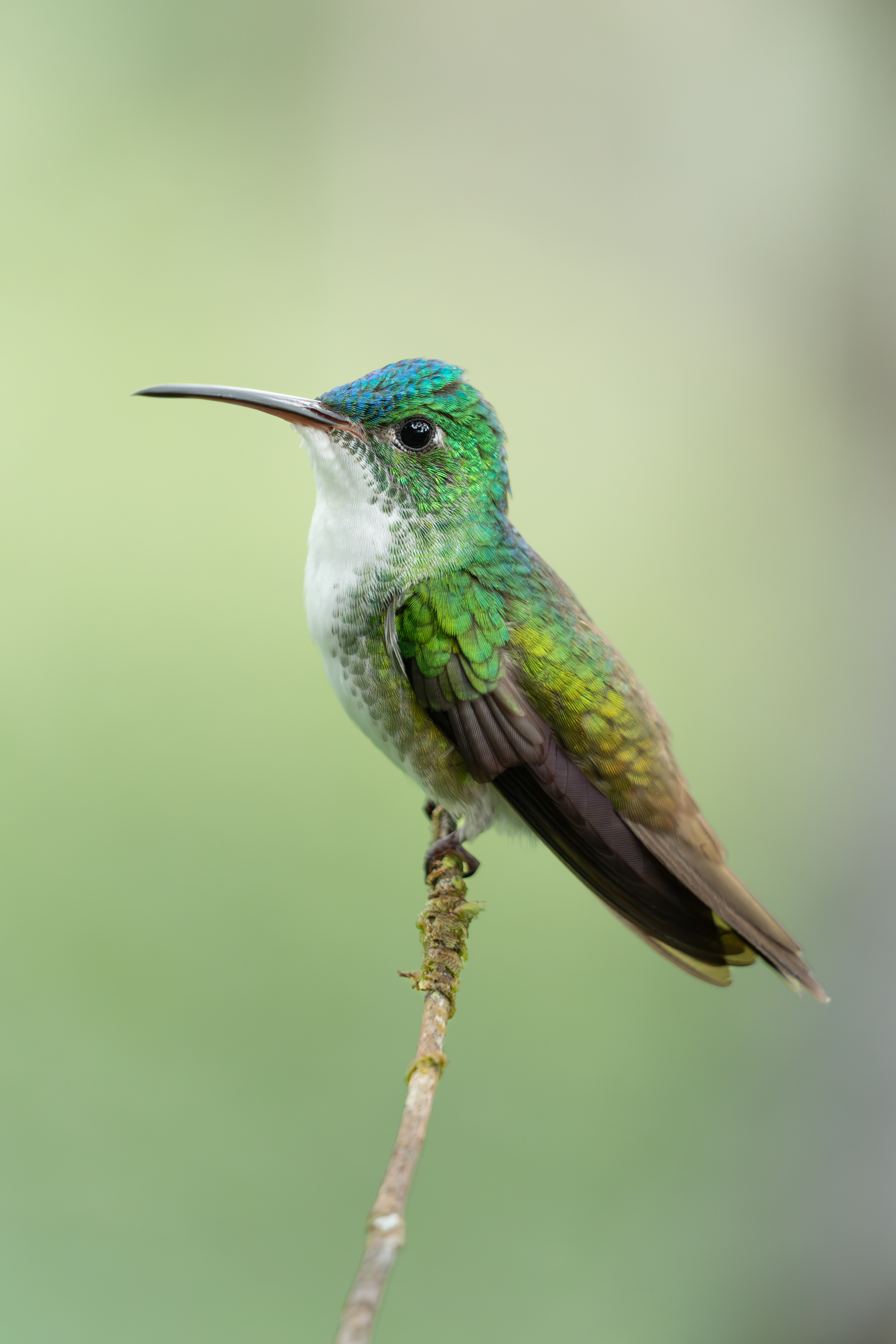 Andean Emerald, Ecuador