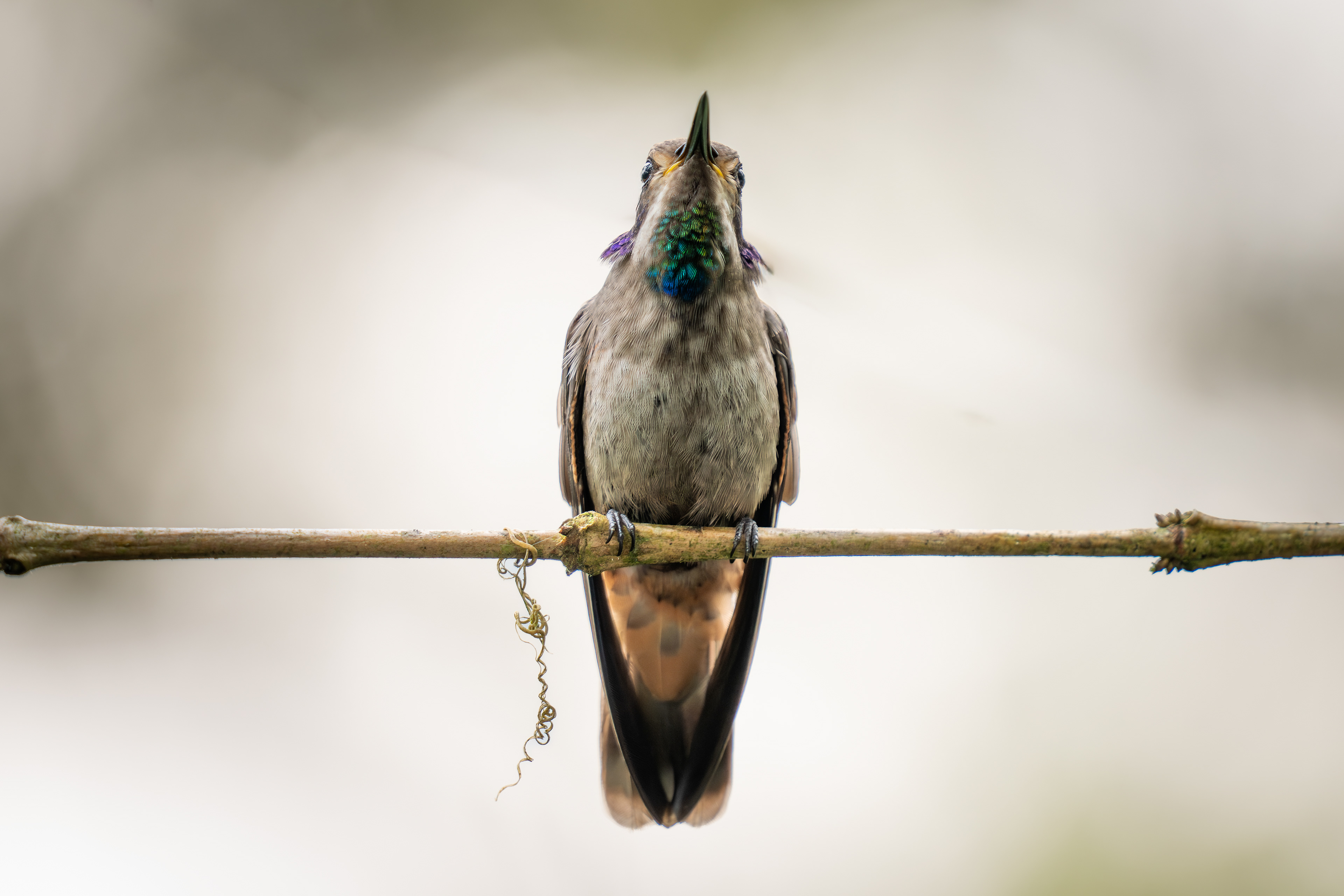 Brown Violetear, Ecuador