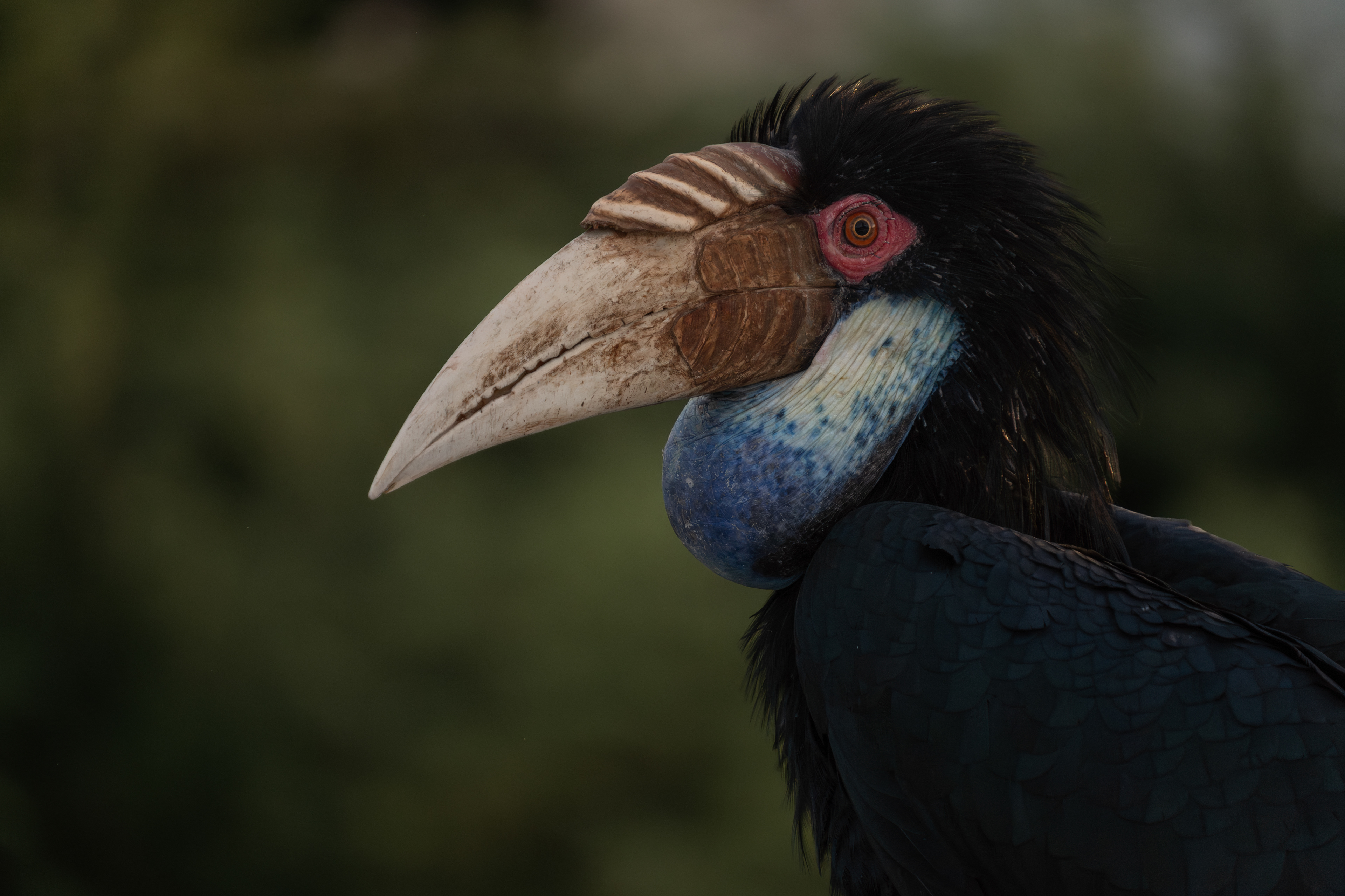 Wreathed Hornbill, Cambodia