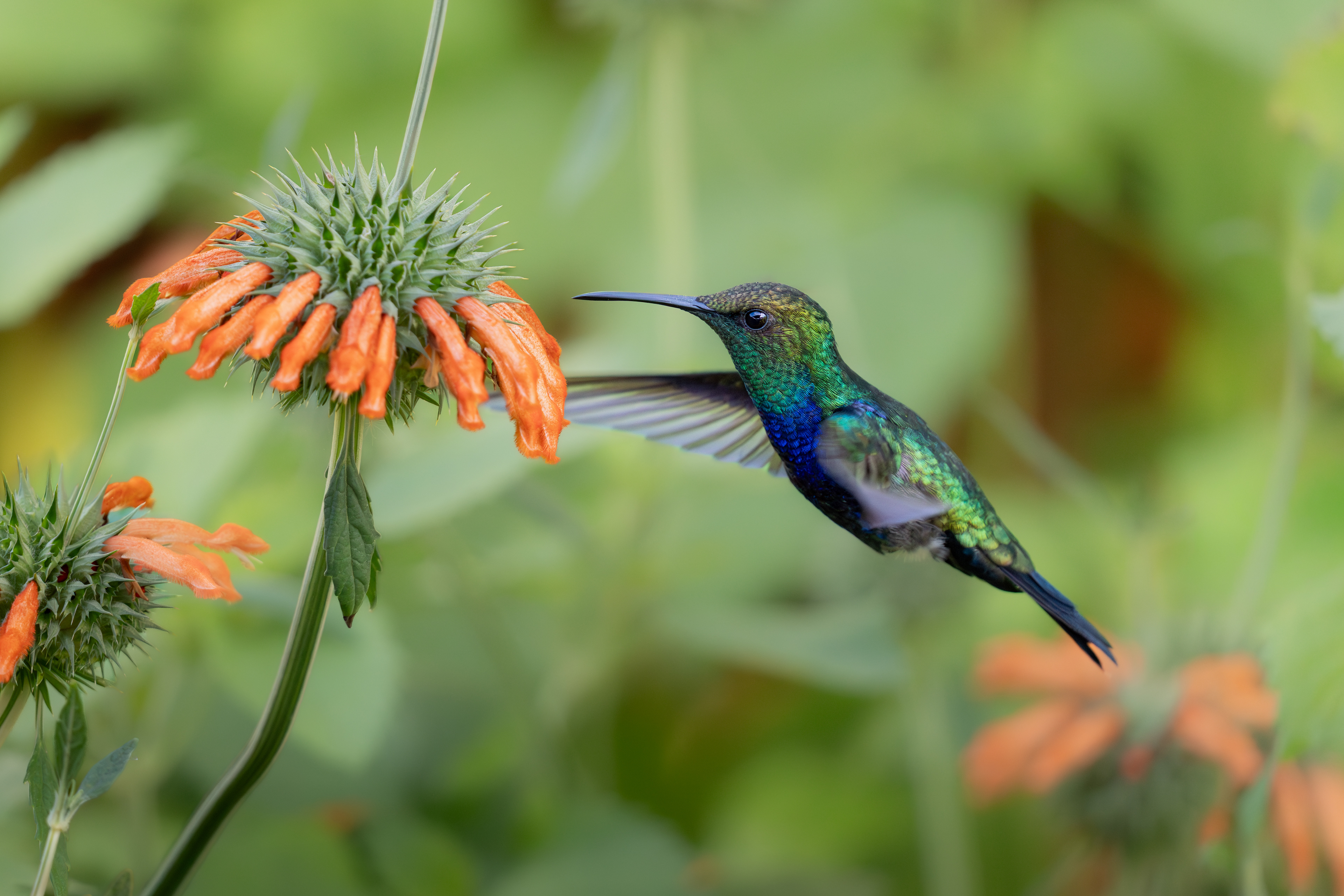Fork-tailed Woodnymph, Bolivia