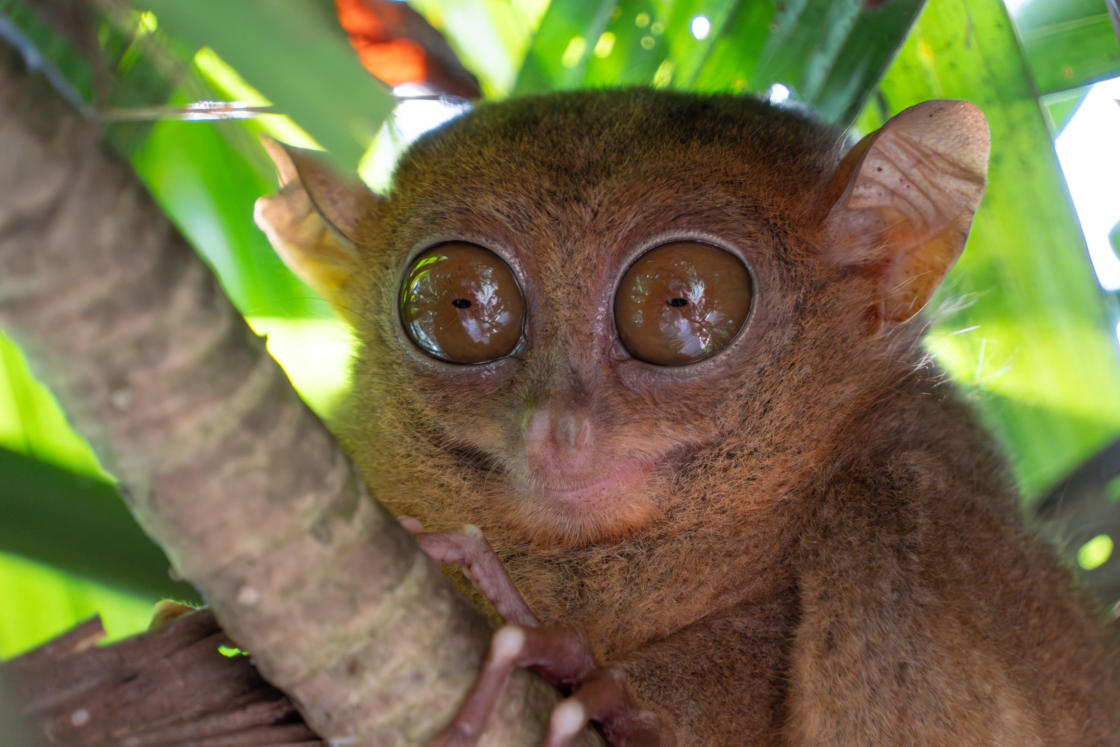 Philippine tarsier, Philippines