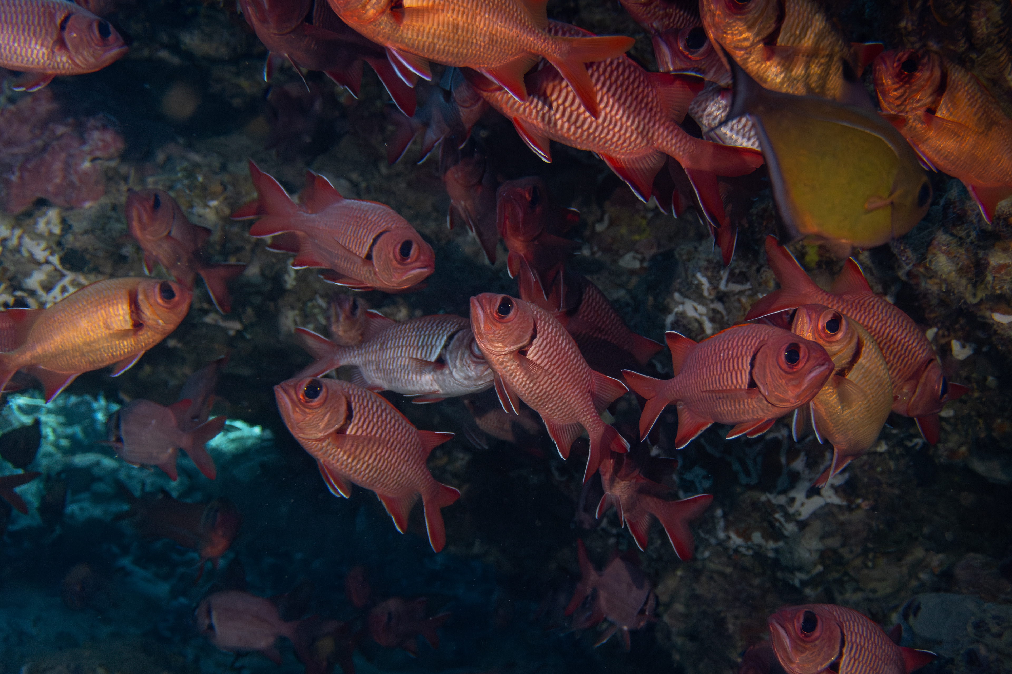 Squirrelfish, Indonesia