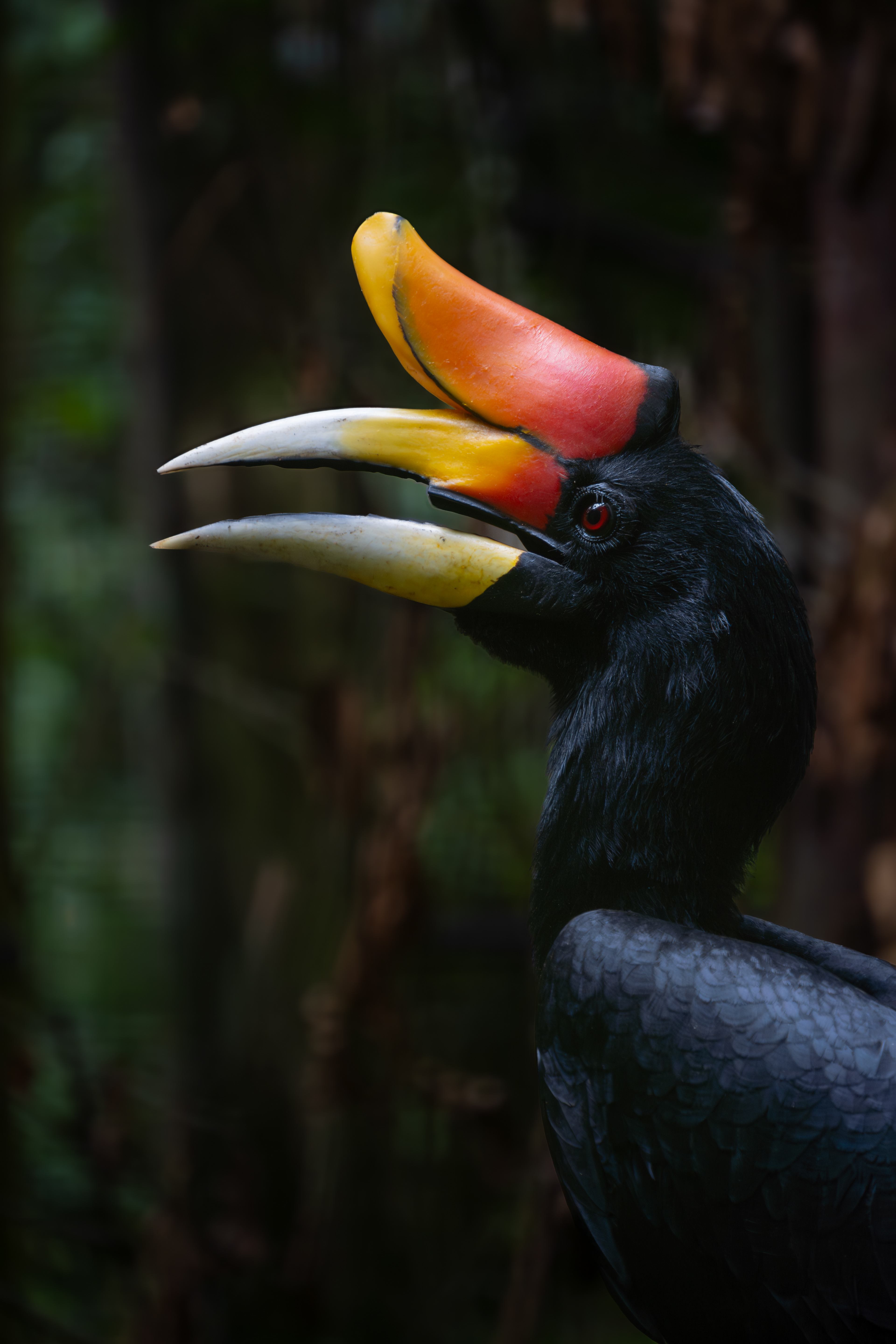 Rhinoceros Hornbill, Malaysia