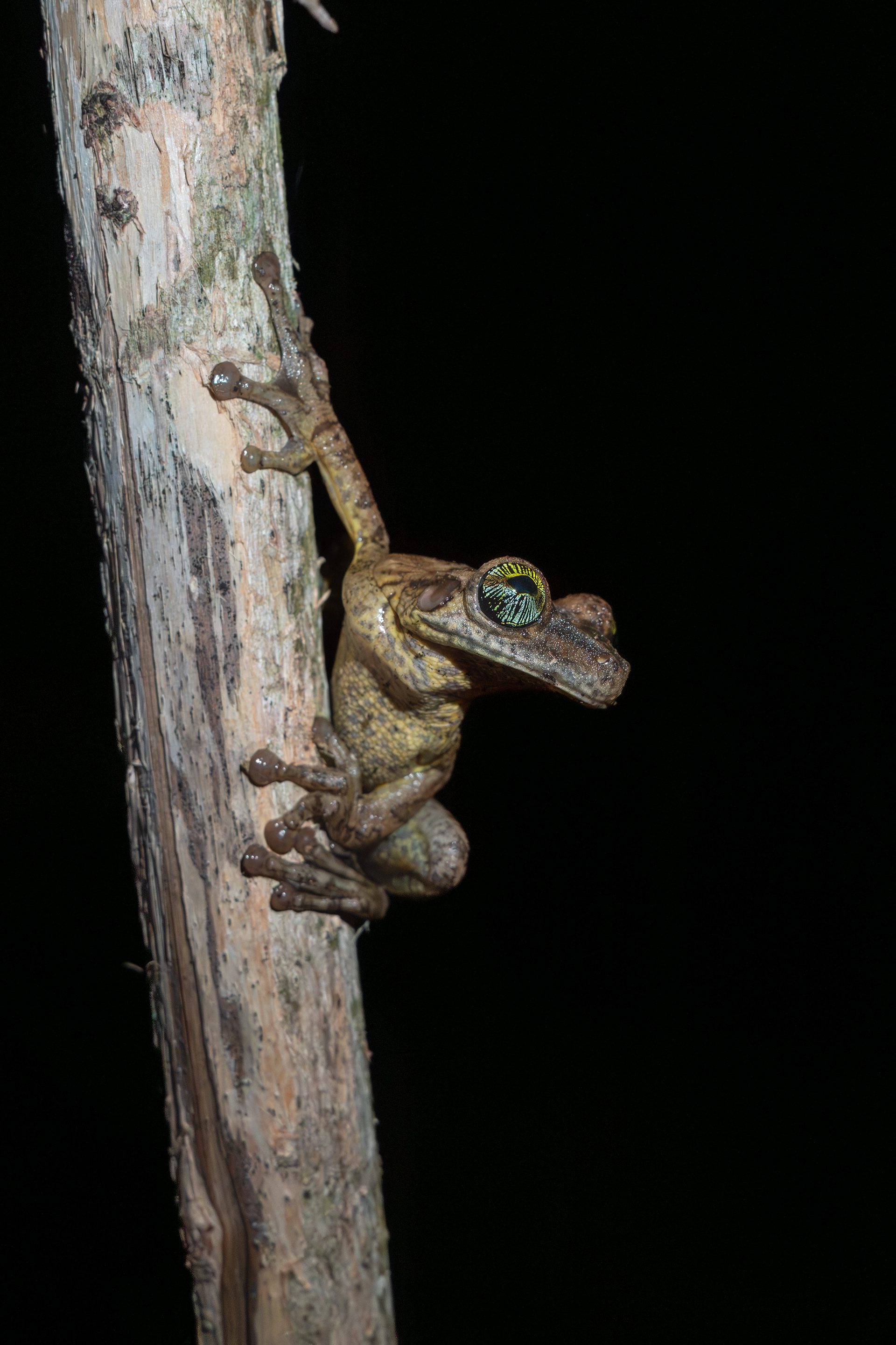 Tree frog species, Peru