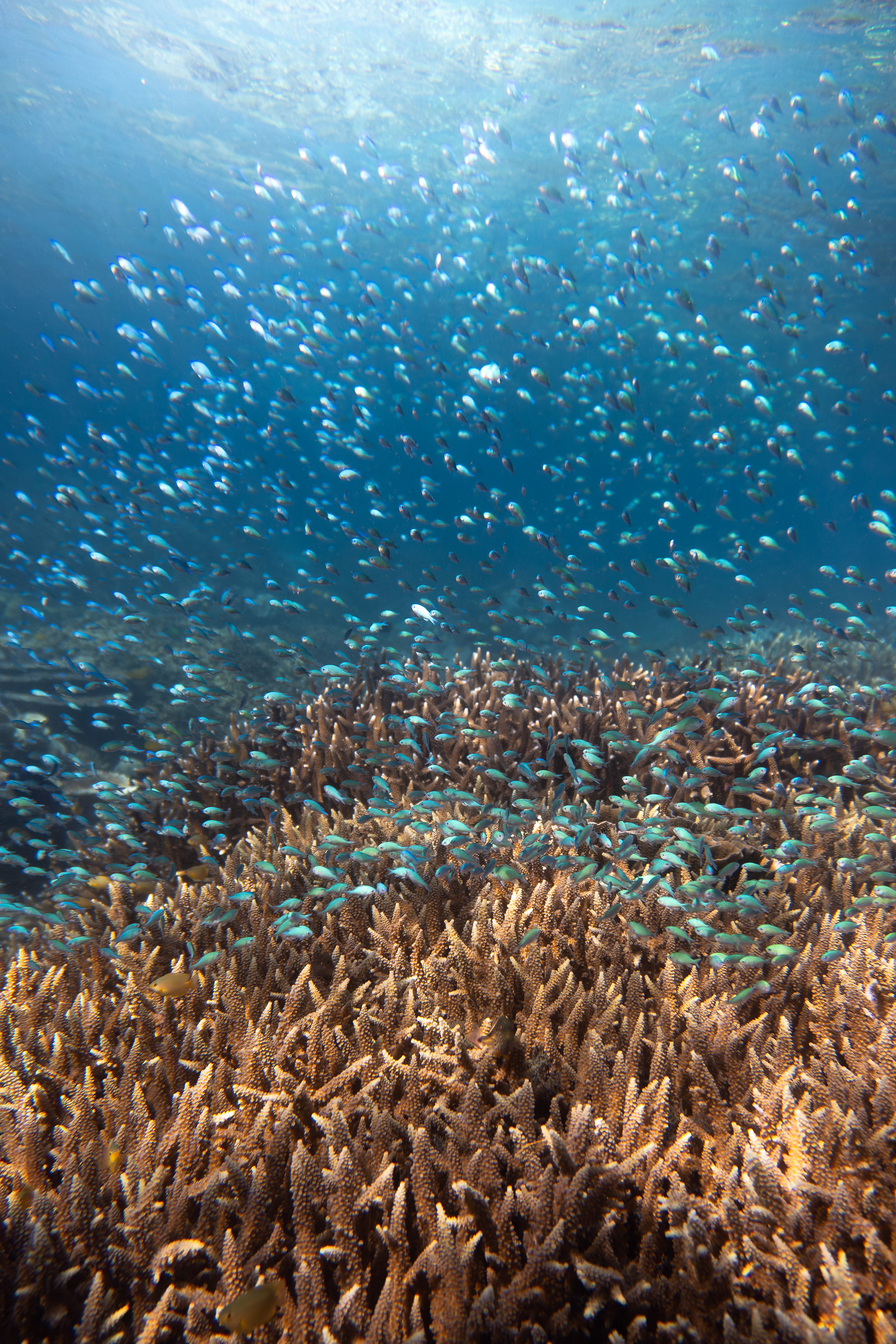 Chromis, Indonesia