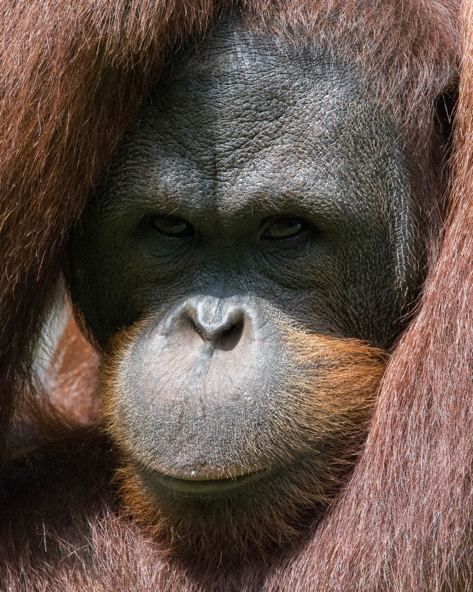 Bornean orangutan,, Sarawak, Malaysia