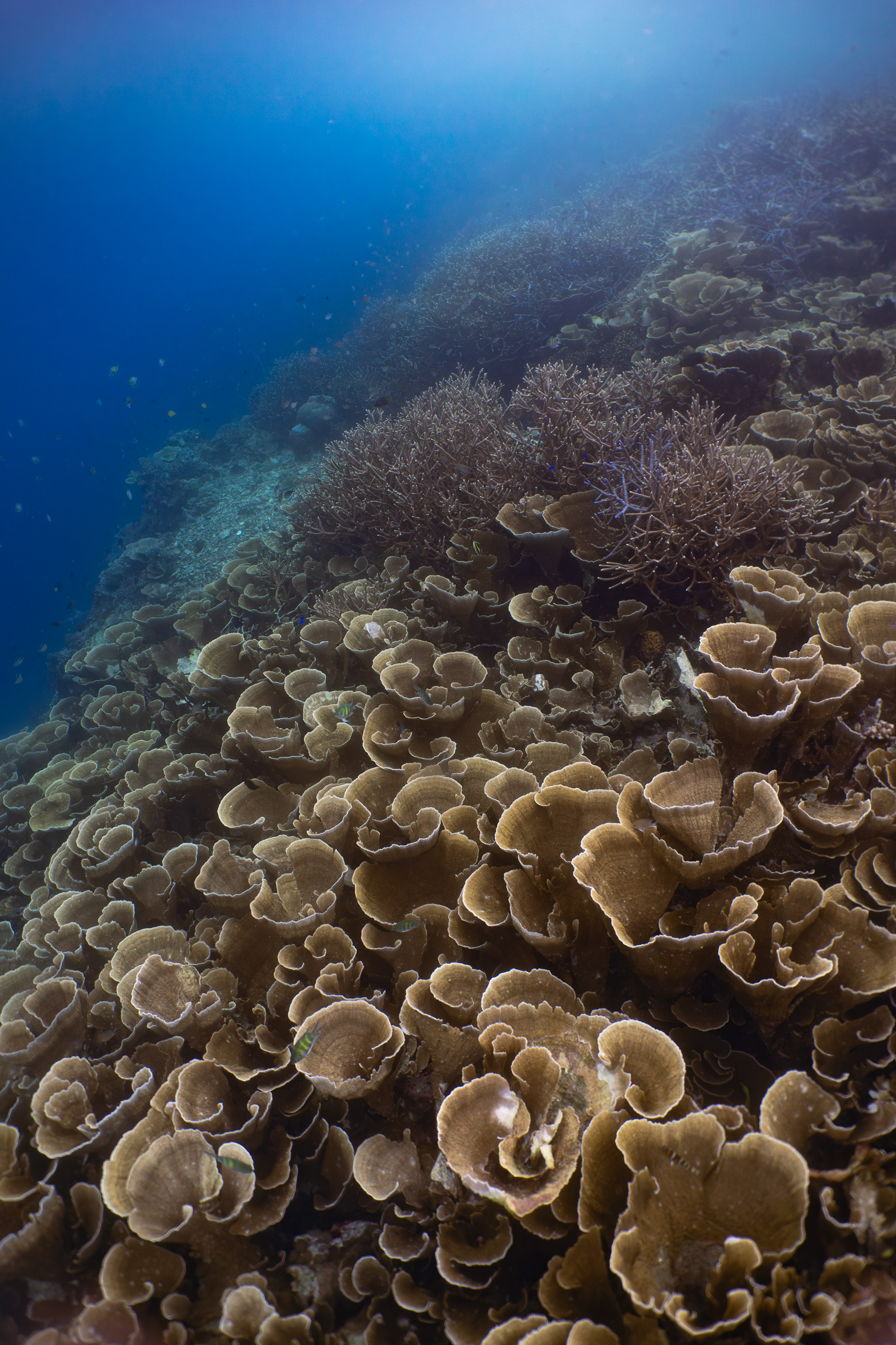 Coral reef, Indonesia