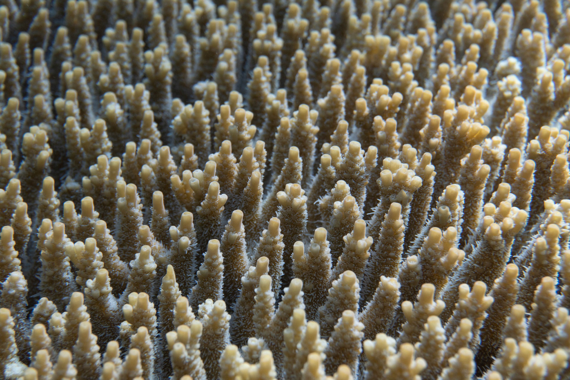 Acropora sp., Lombok, Indonesia
