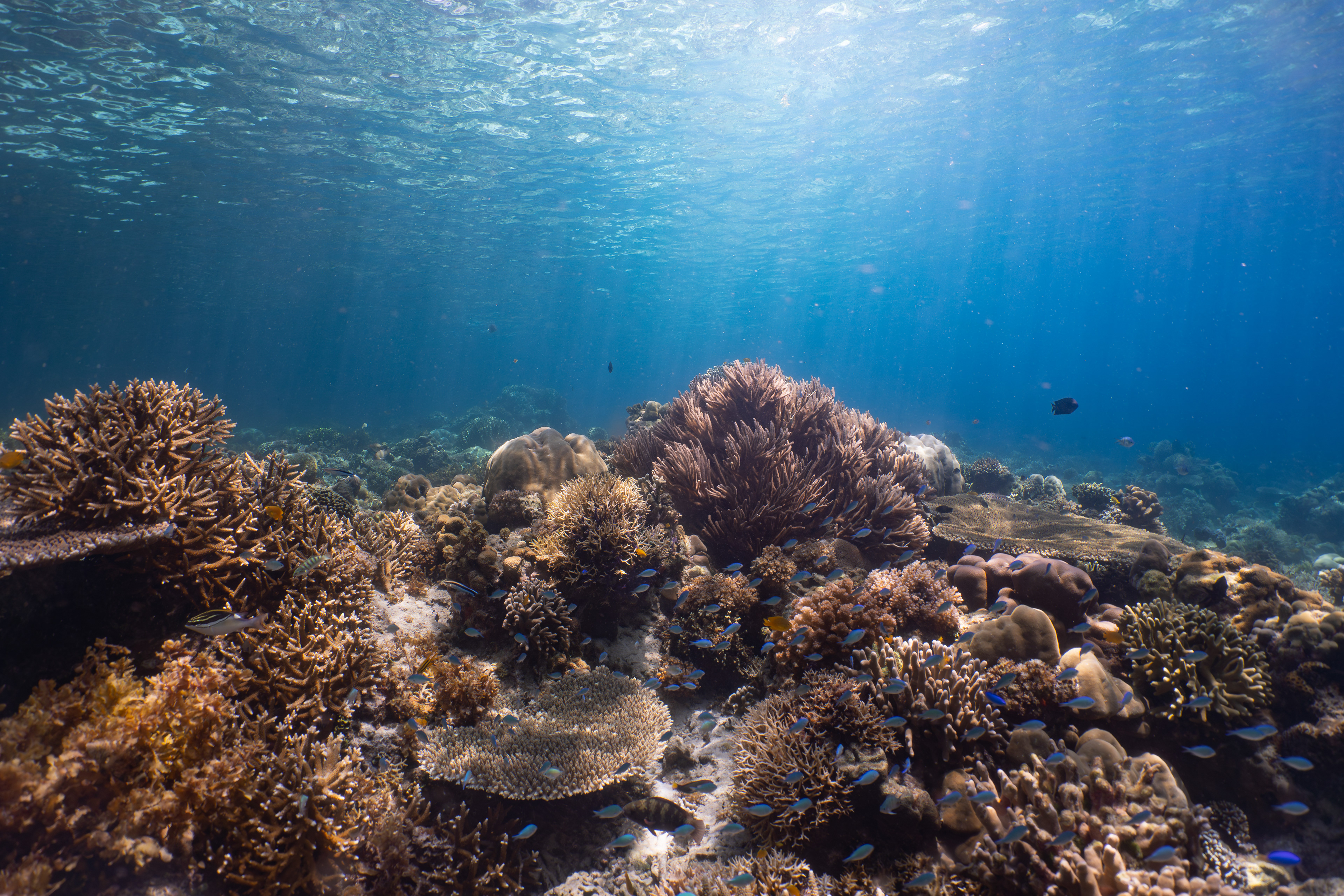 Coral reef, Palawan, Philippines