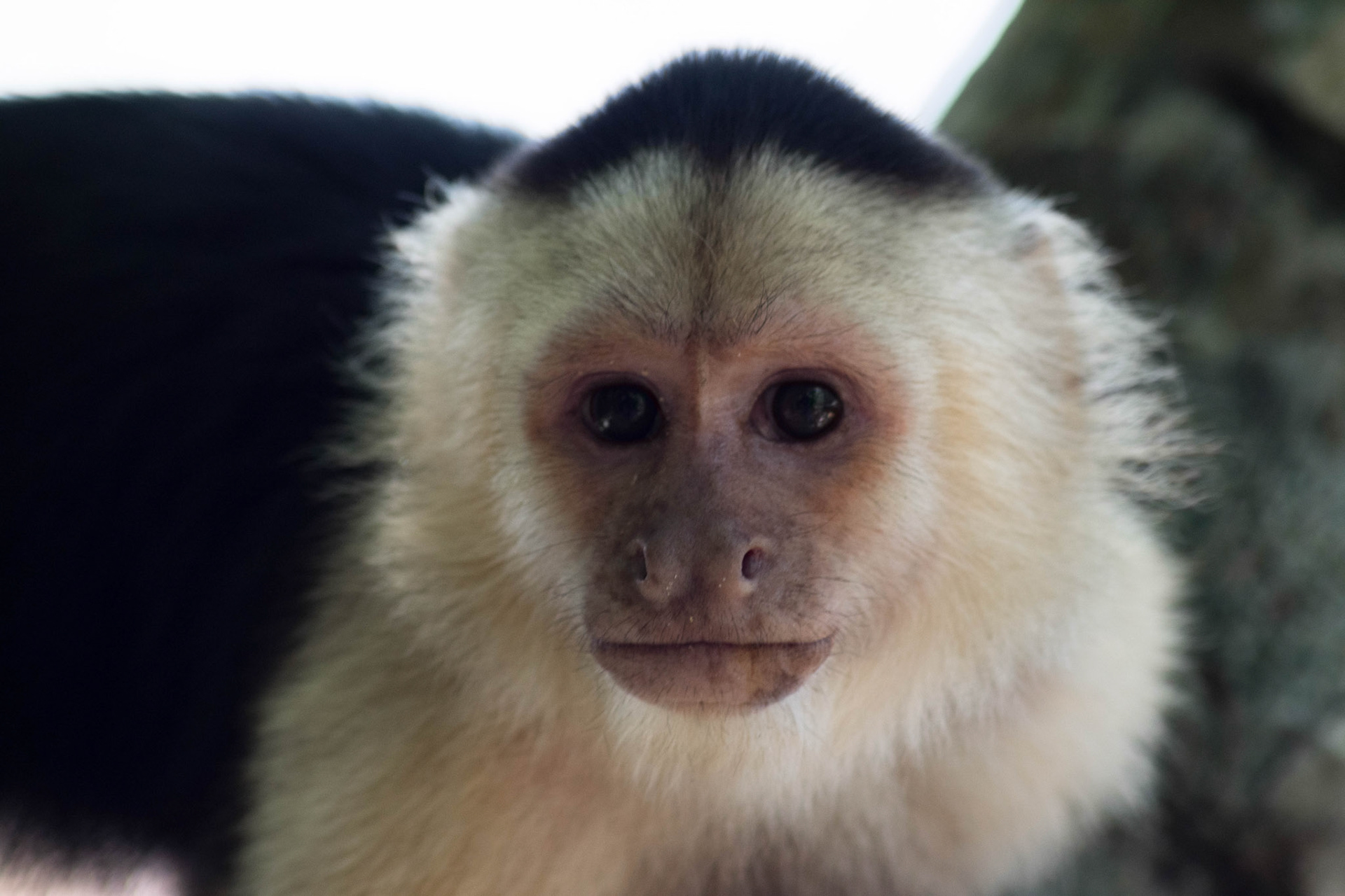 White-faced capuchin monkey, Costa Rica