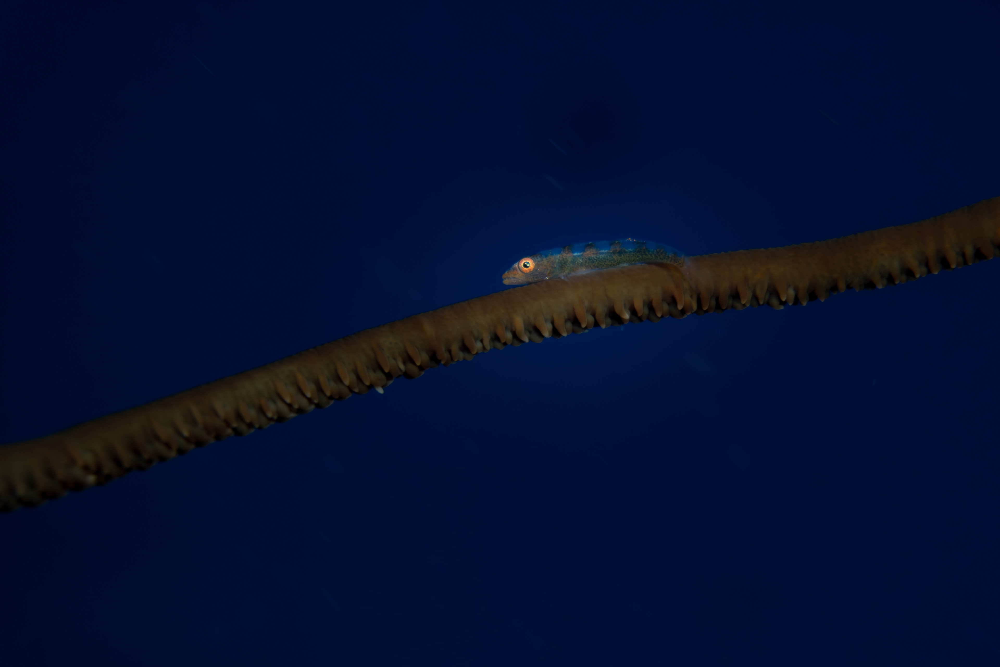 Goby sp., Indonesia