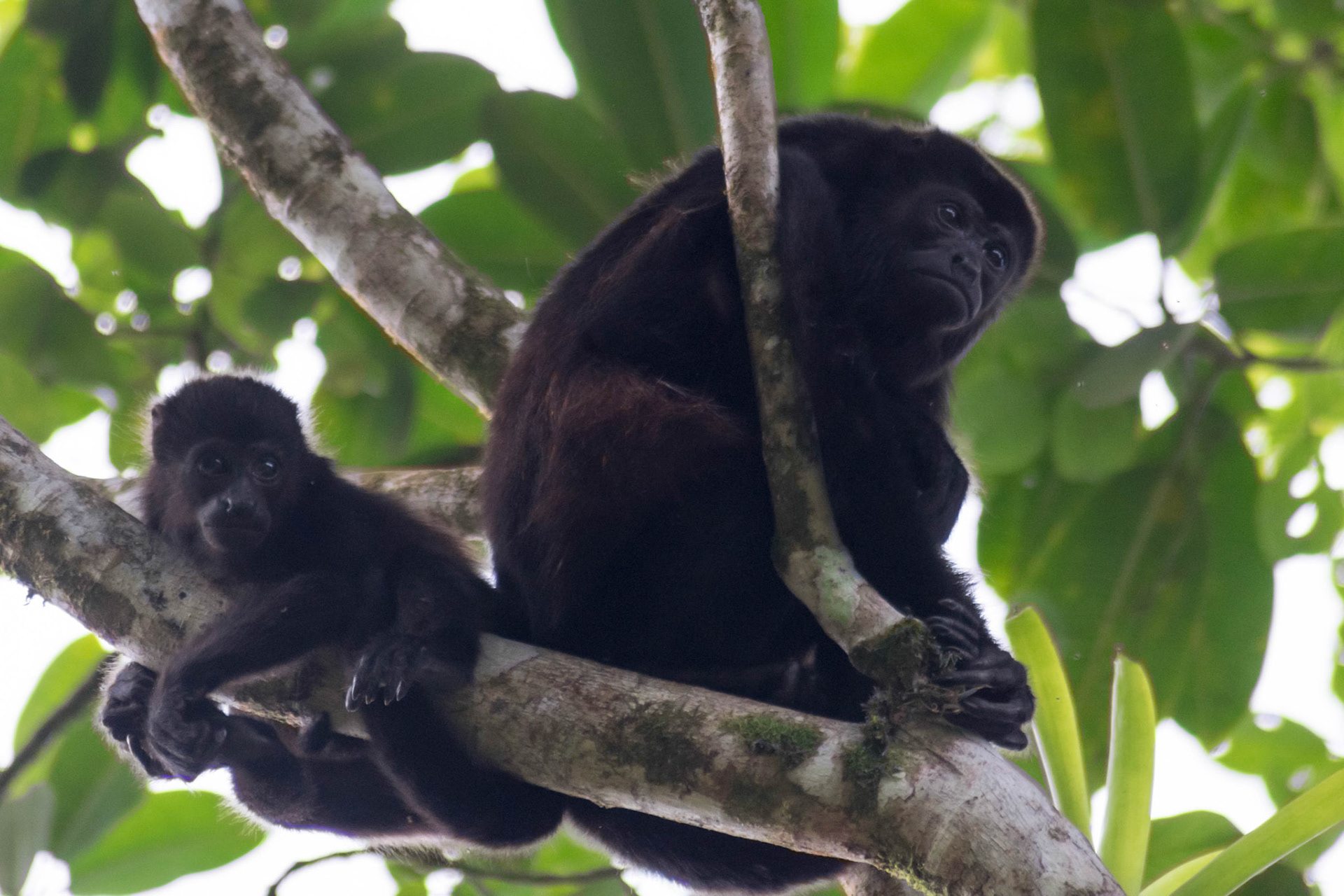 Mantled howler monkey, Costa Rica